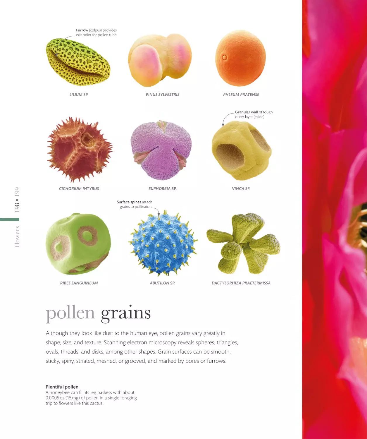 pollen grains