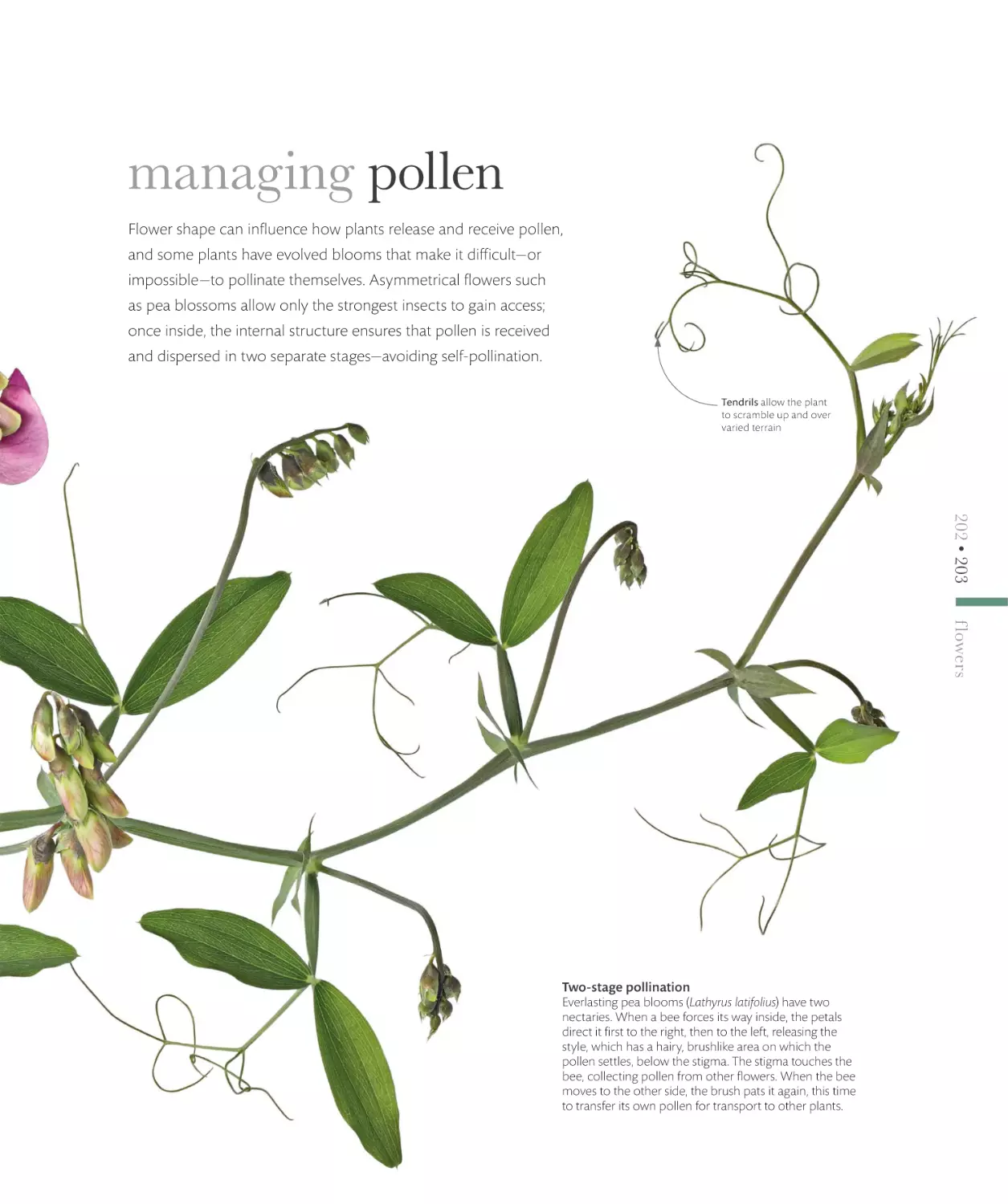 managing pollen