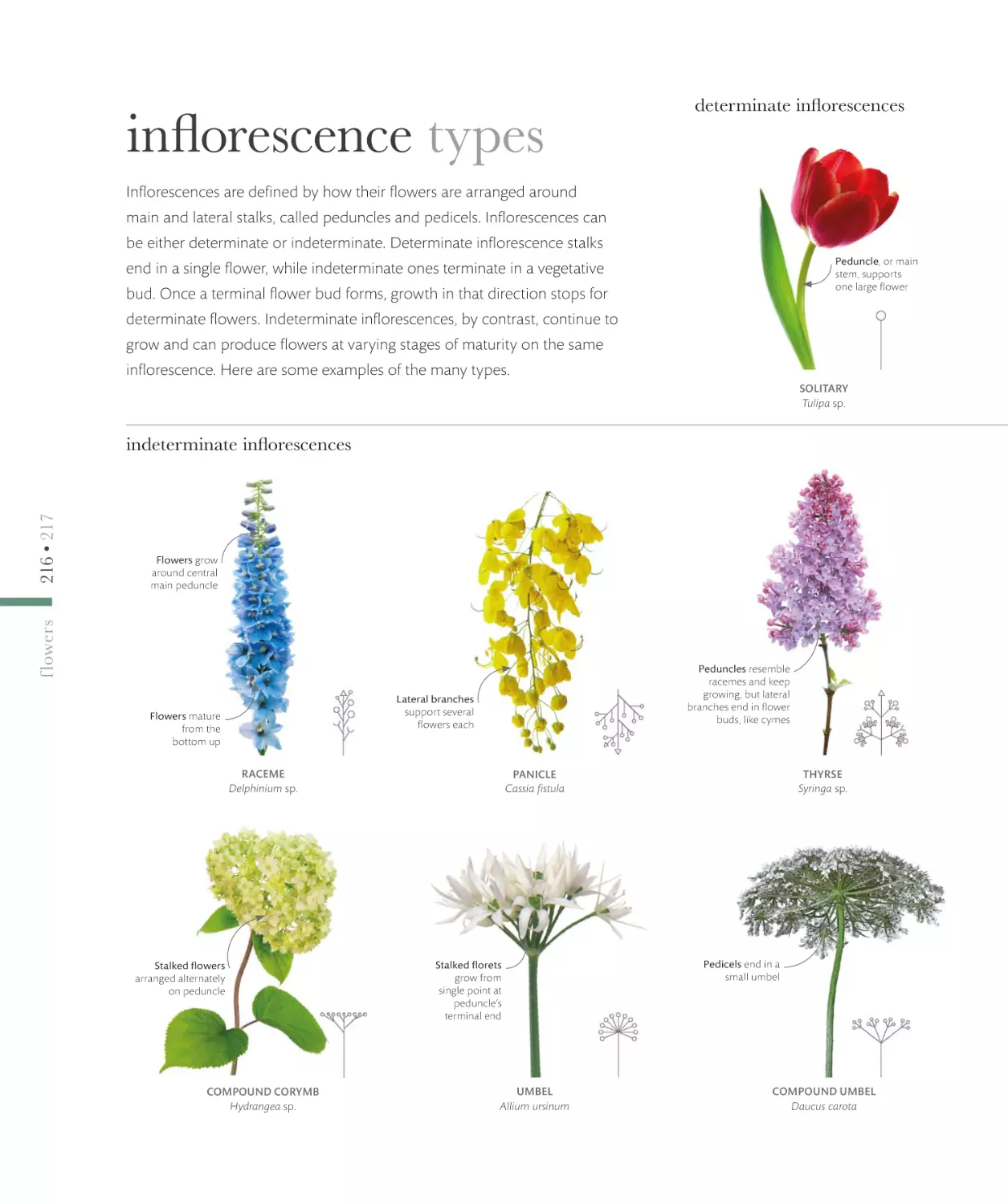 inflorescence types