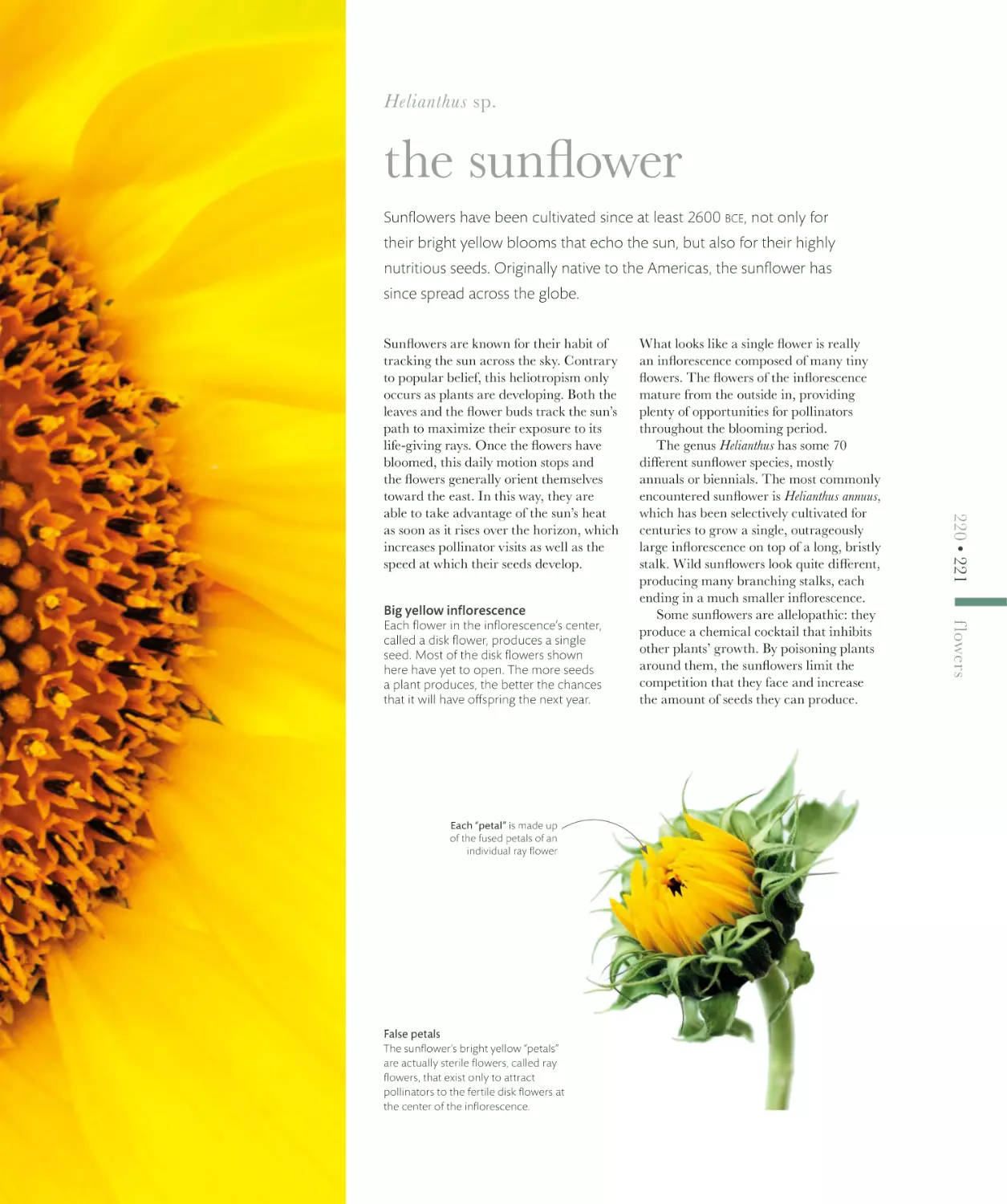 the sunflower