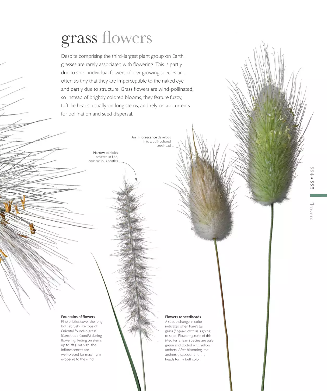 grass flowers