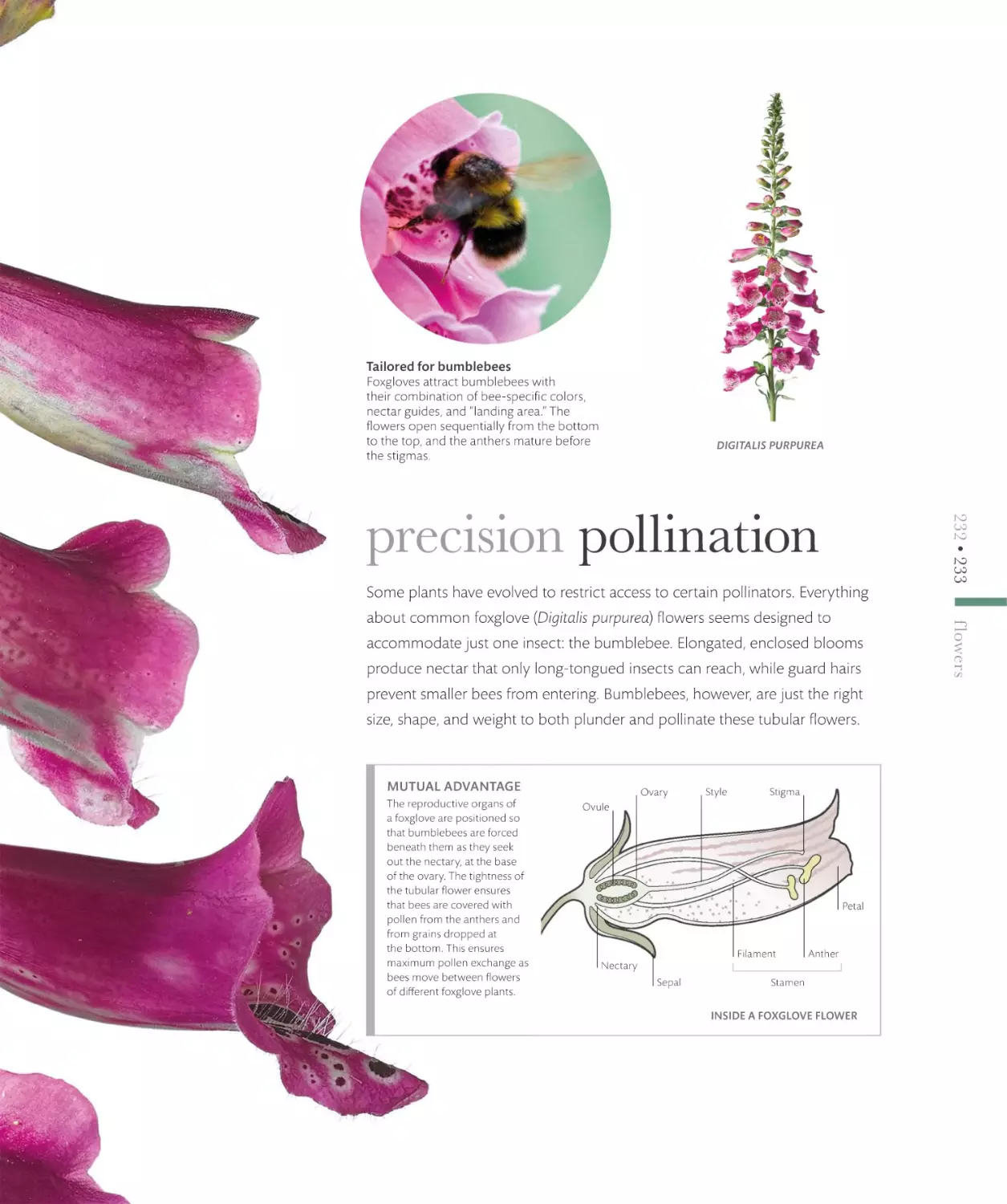 precision pollination