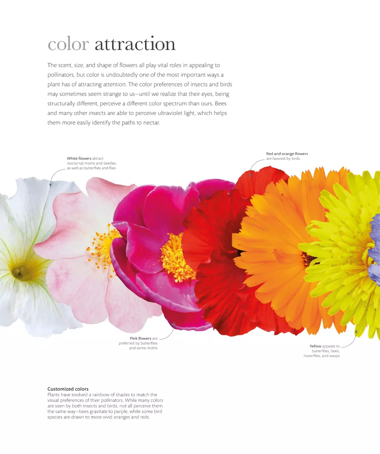 color attraction