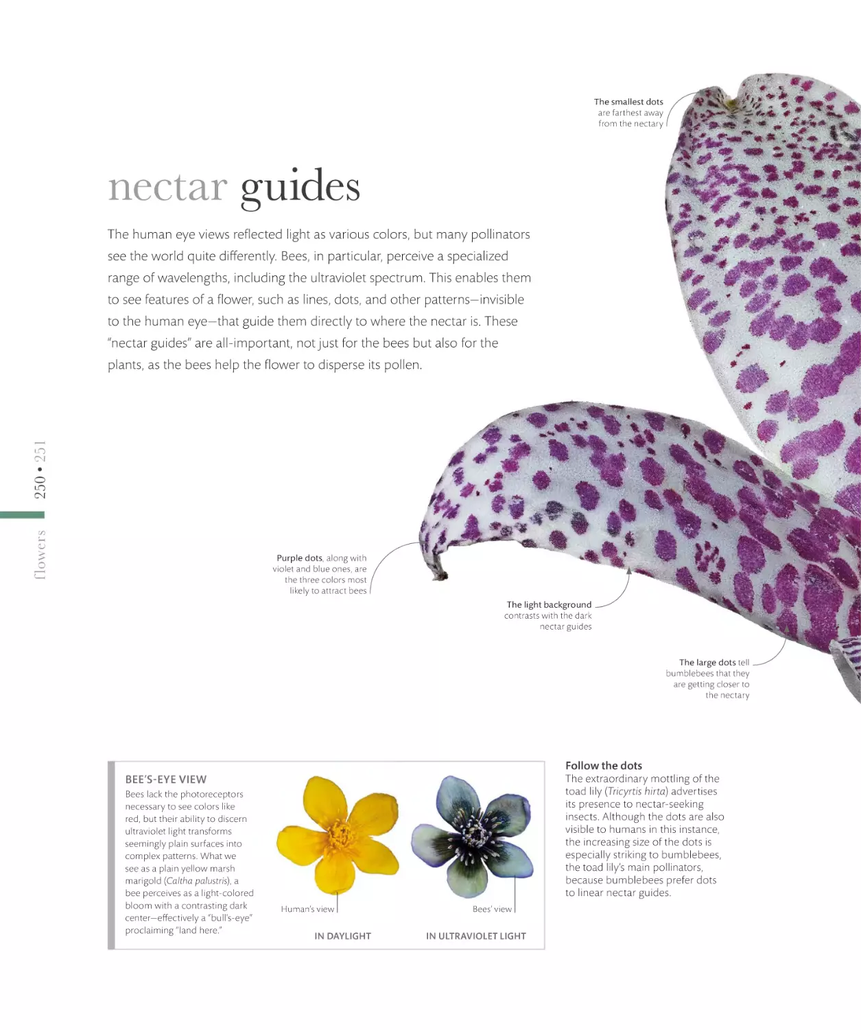 nectar guides