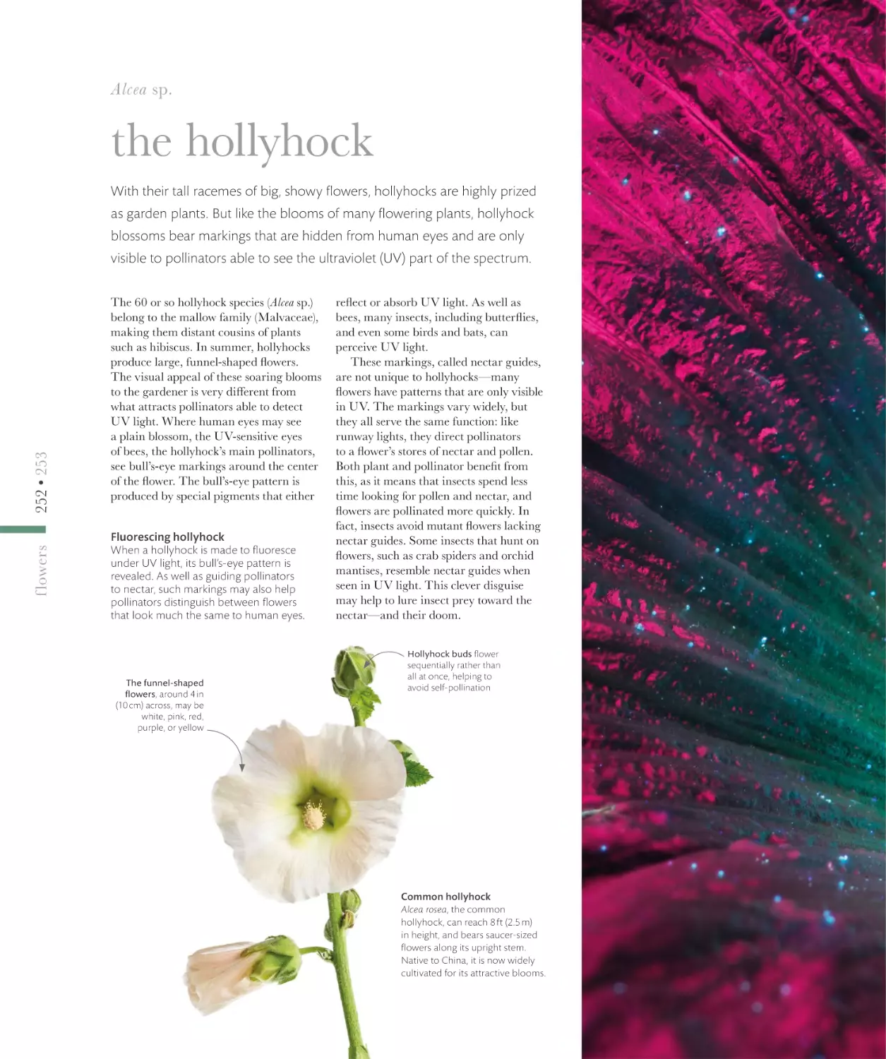 the hollyhock