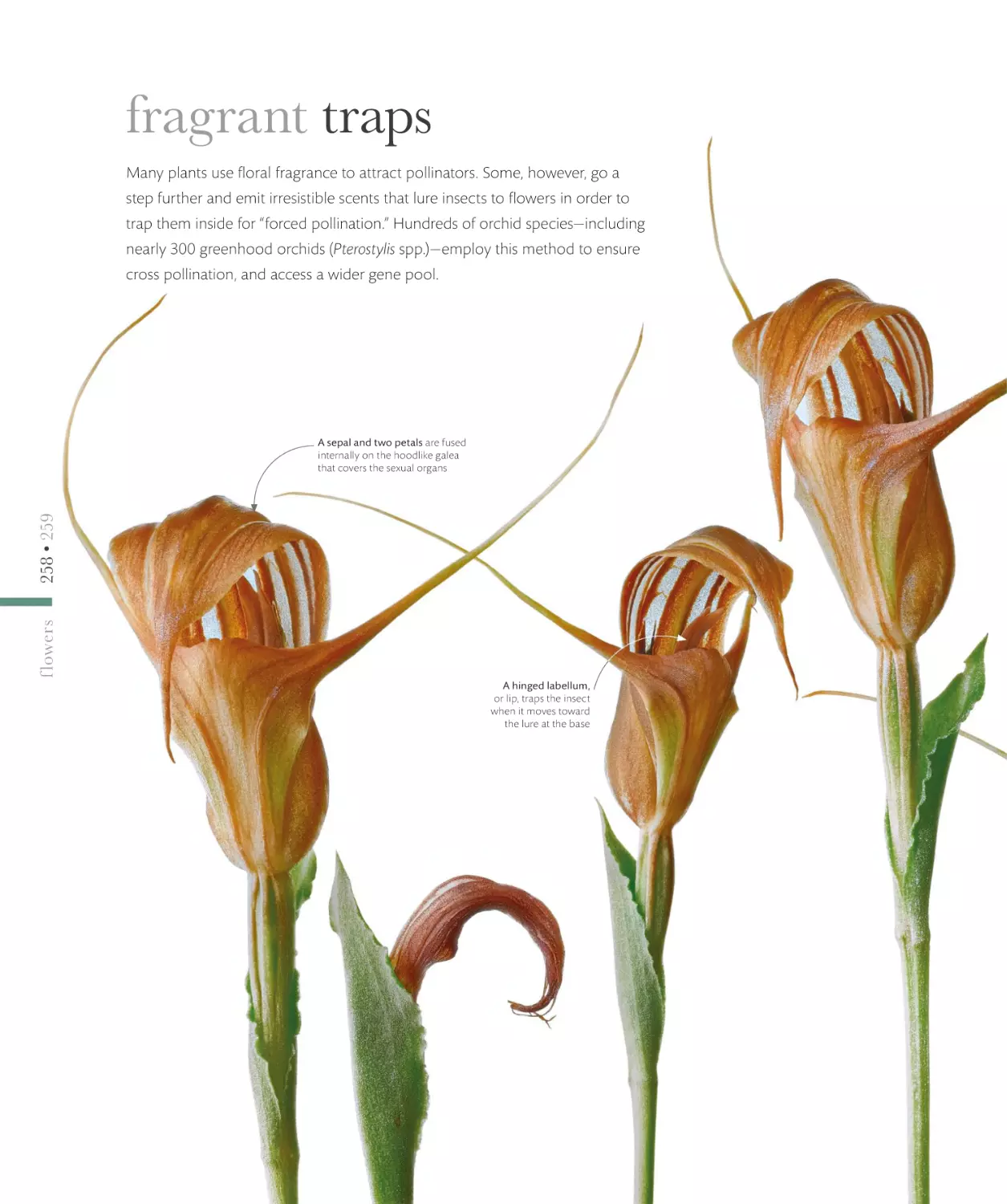 fragrant traps