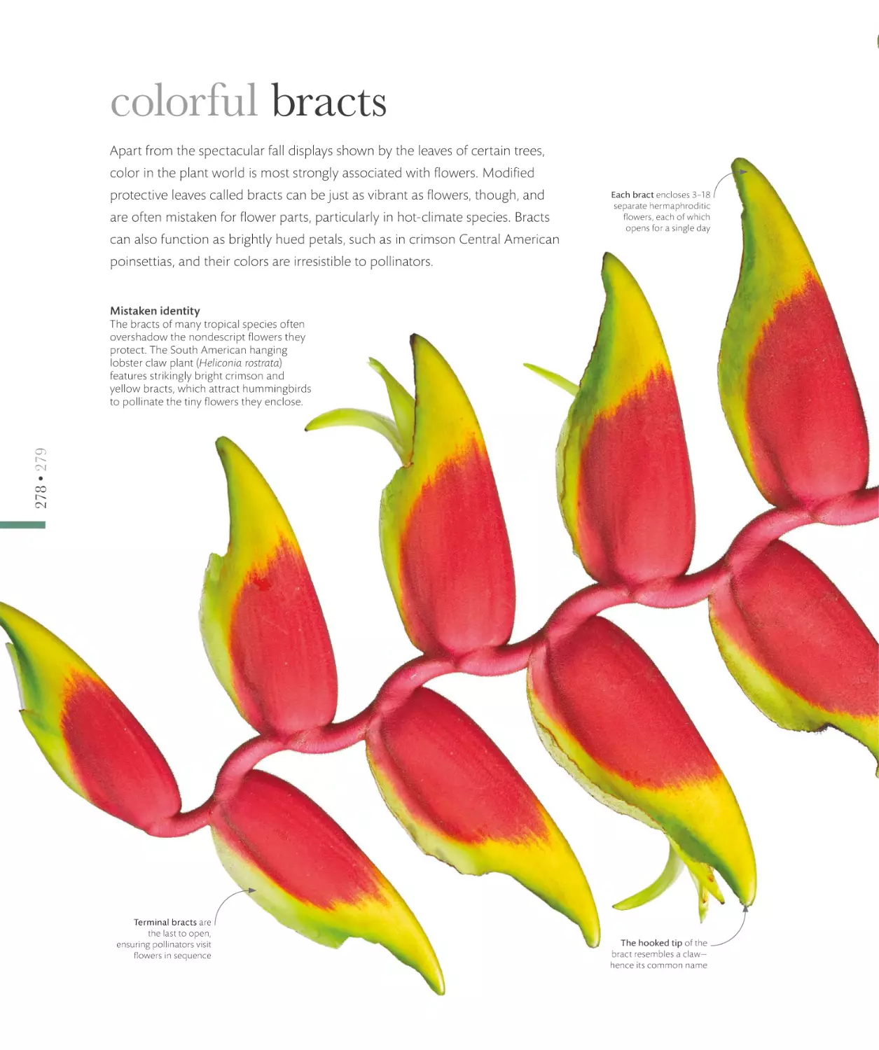 colorful bracts