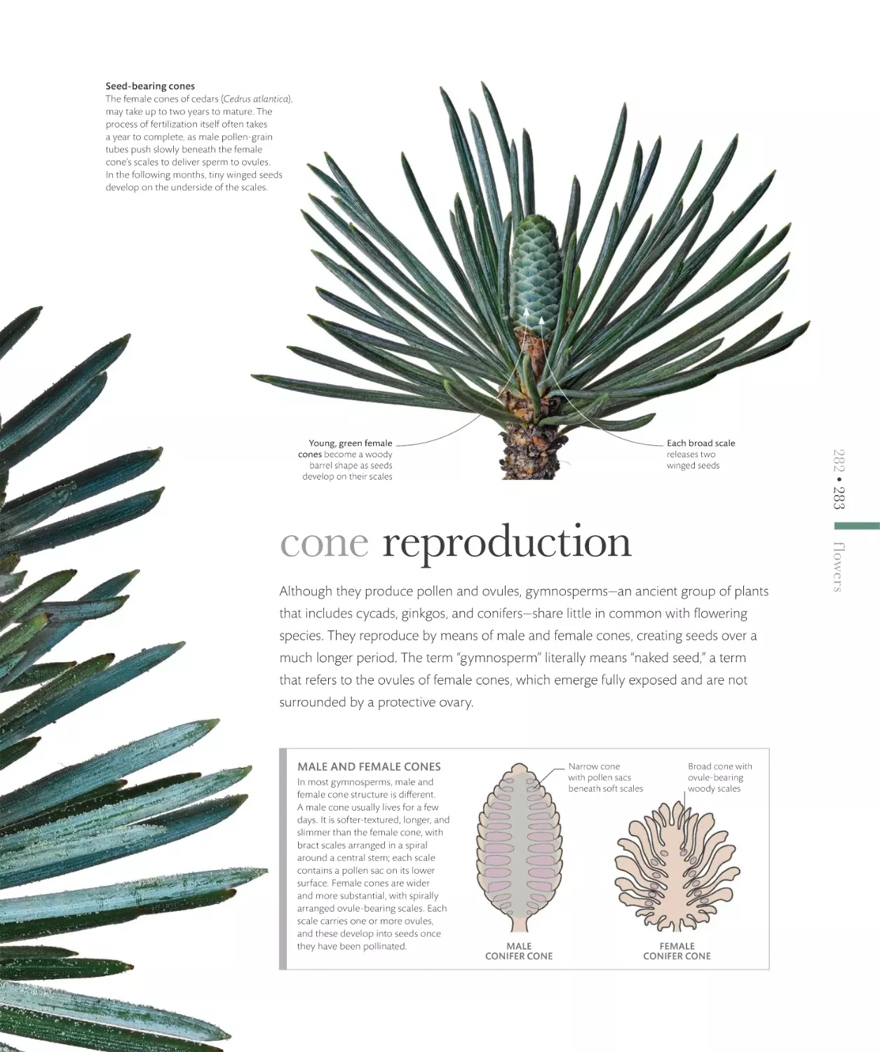 cone reproduction