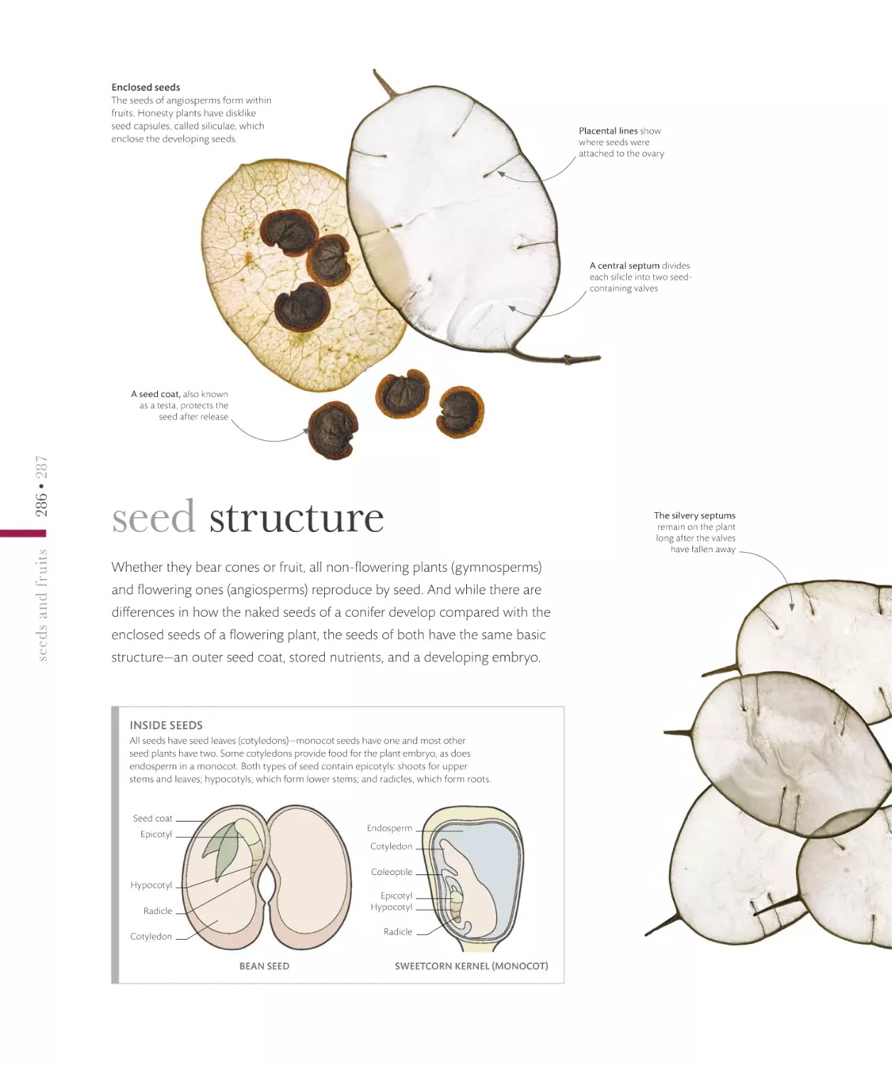 seed structure