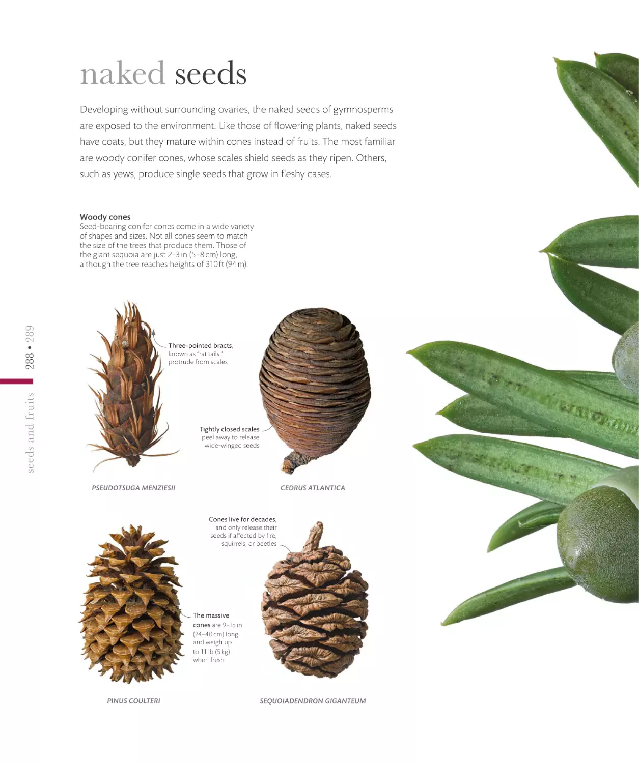 naked seeds