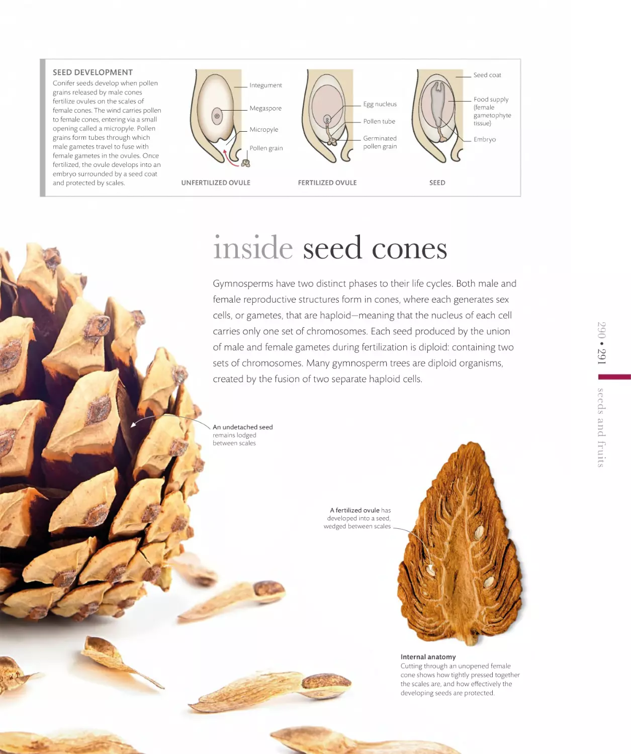 inside seed cones