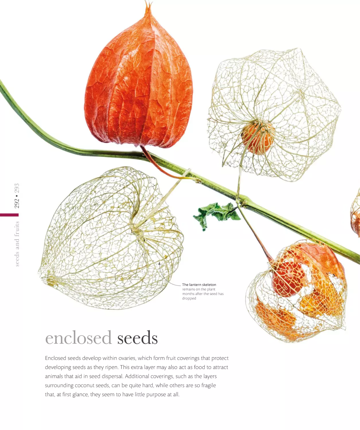 enclosed seeds