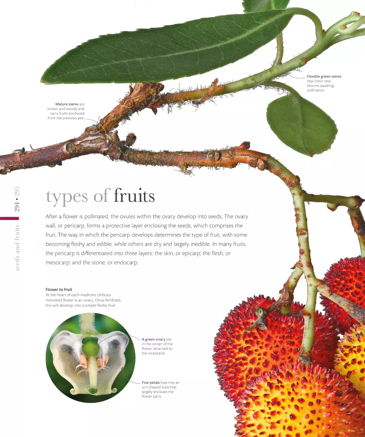 types of fruits