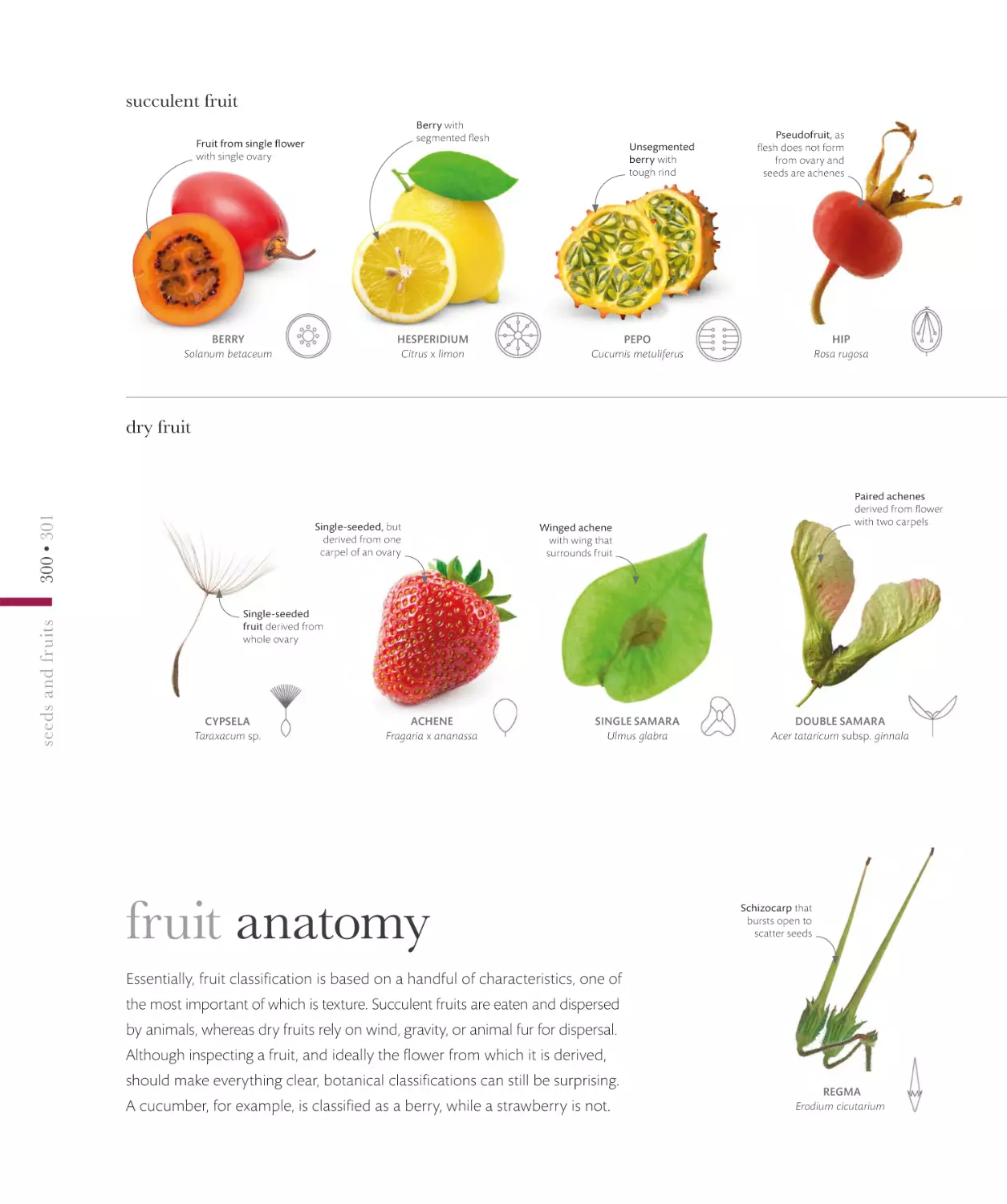 fruit anatomy