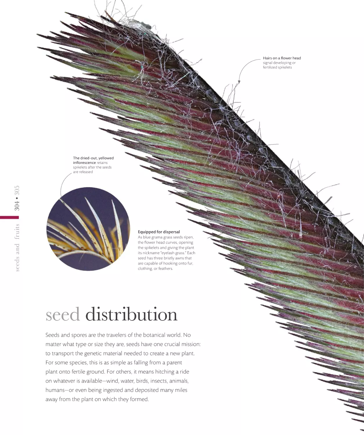 seed distribution