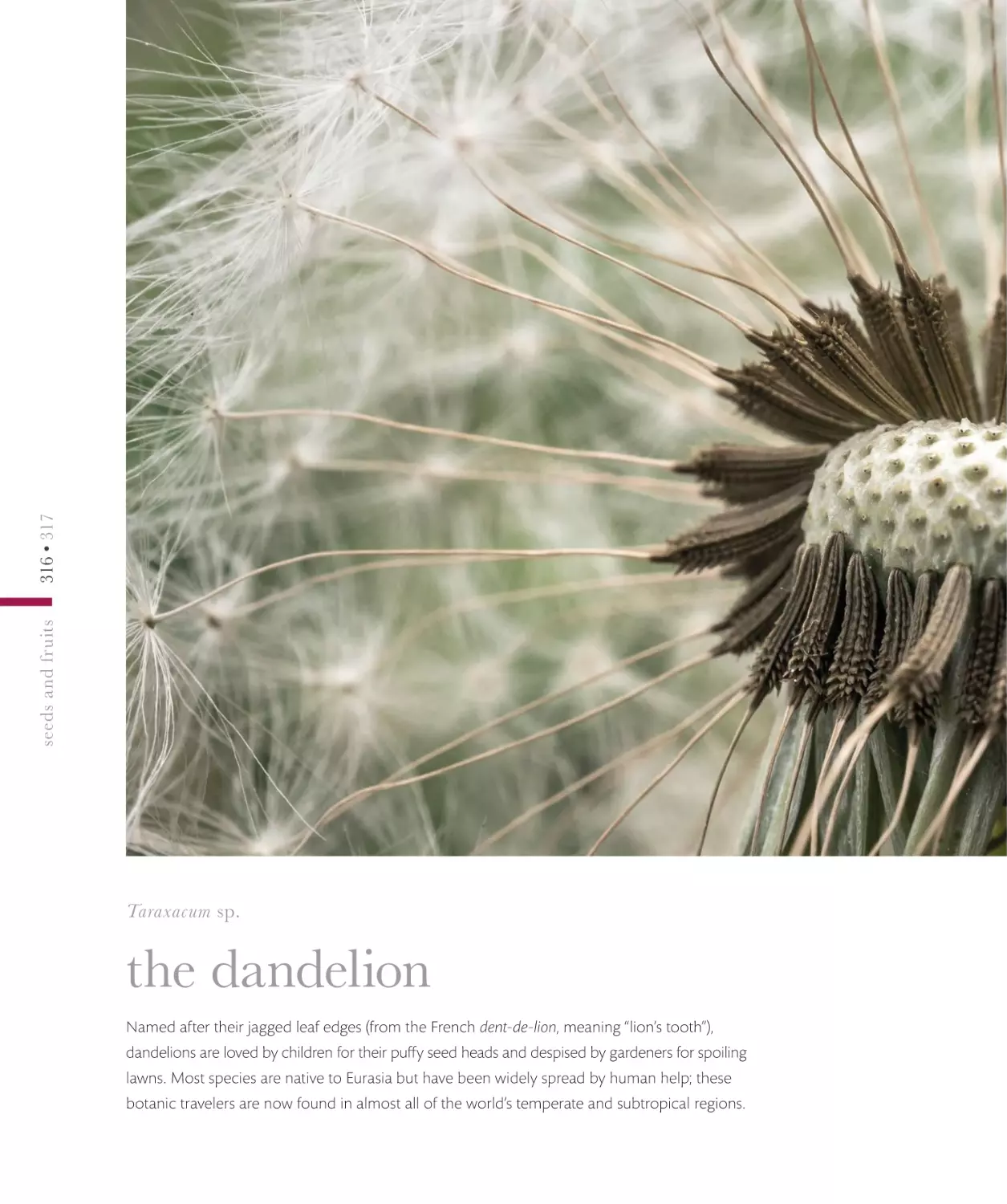 the dandelion