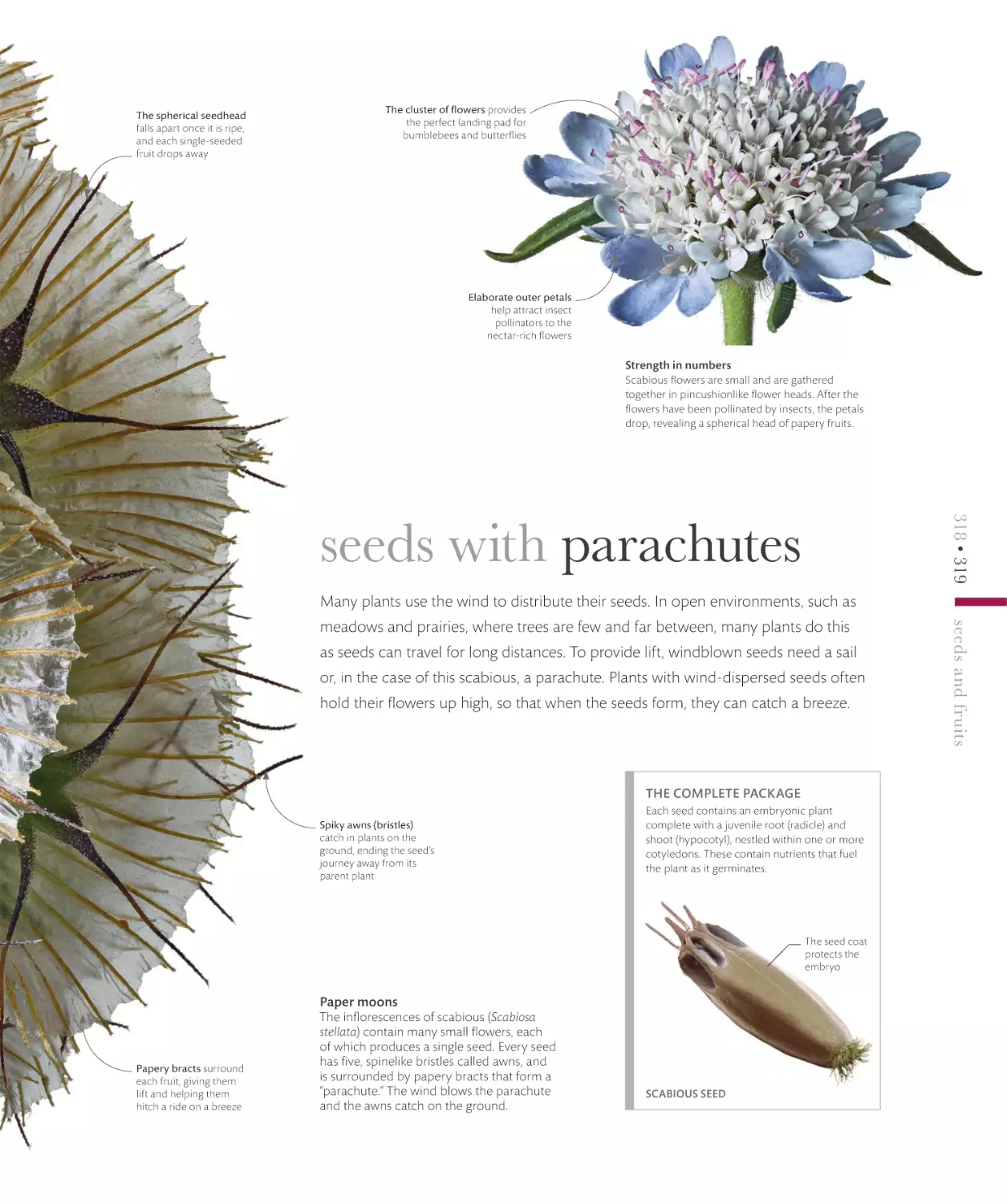 seeds with parachutes