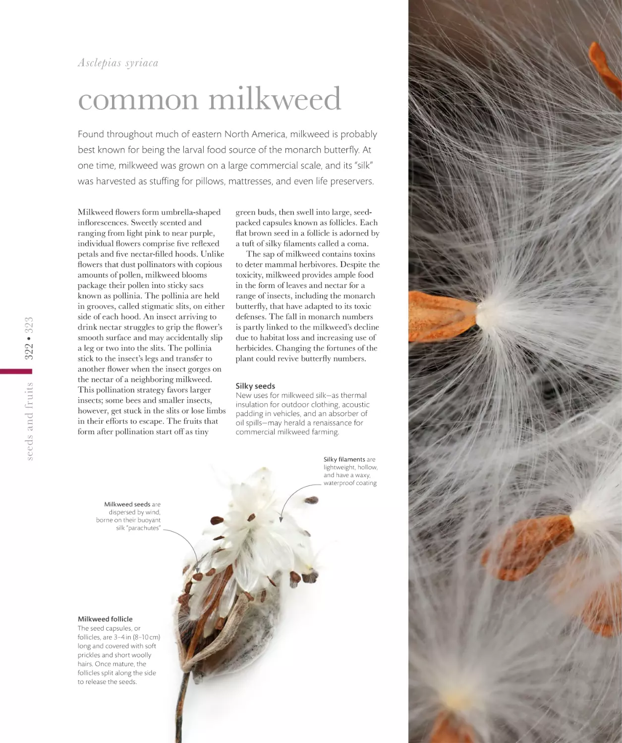 common milkweed