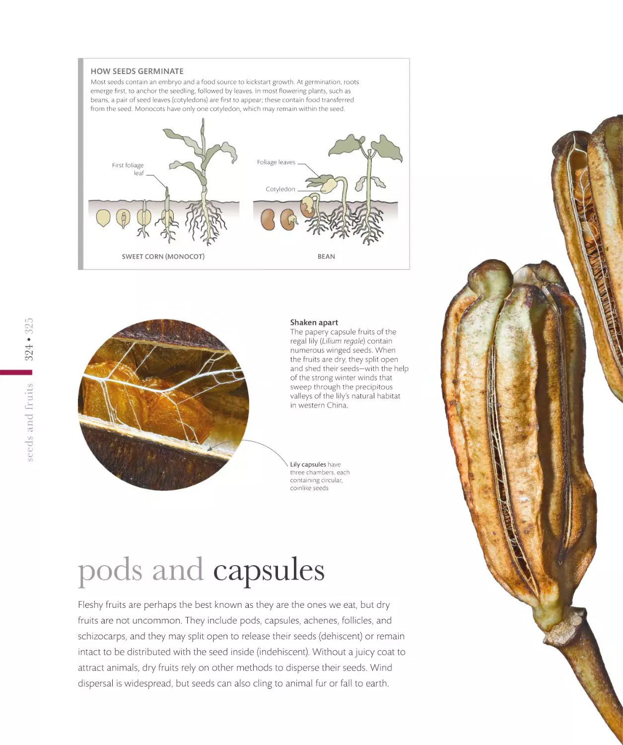 pods and capsules