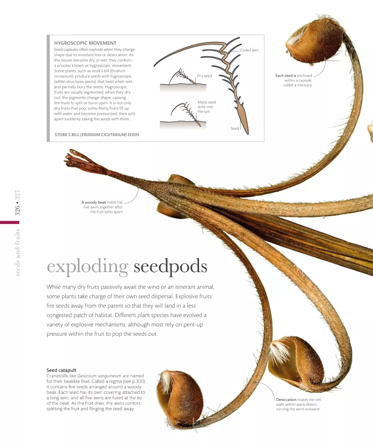 exploding seedpods