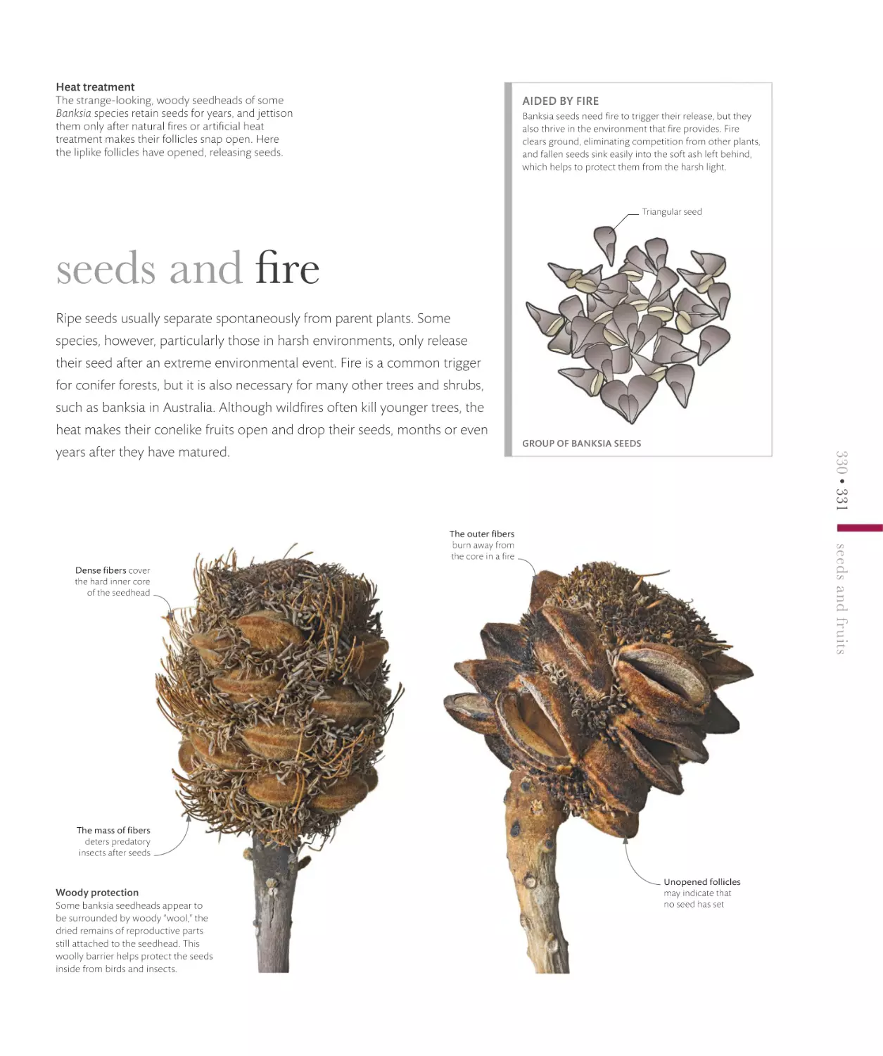 seeds and fire