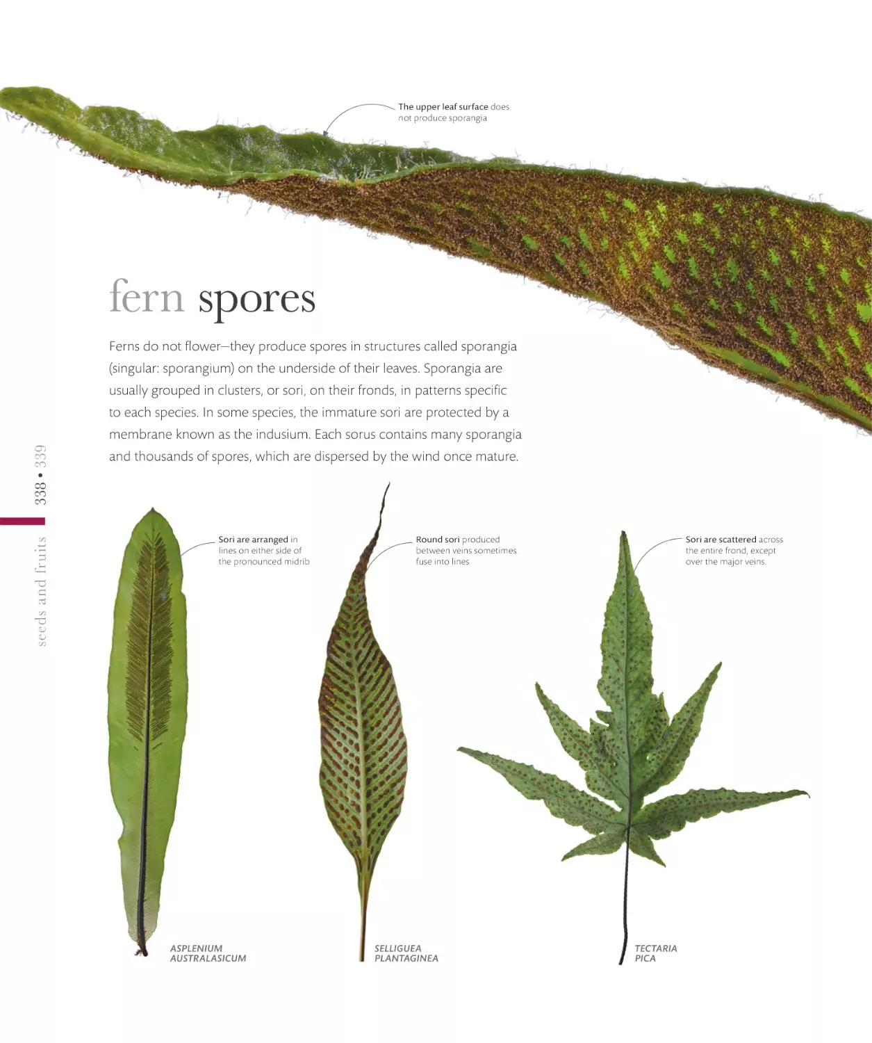 fern spores