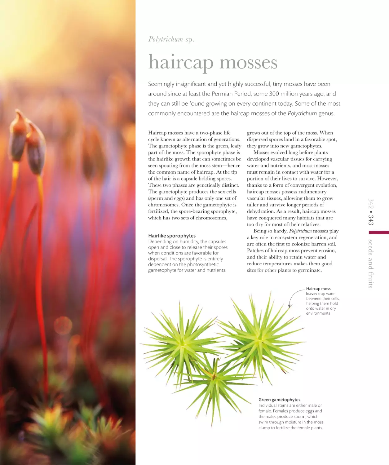 haircap mosses