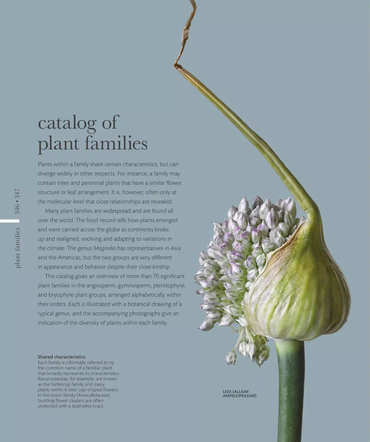 catalog of plant families