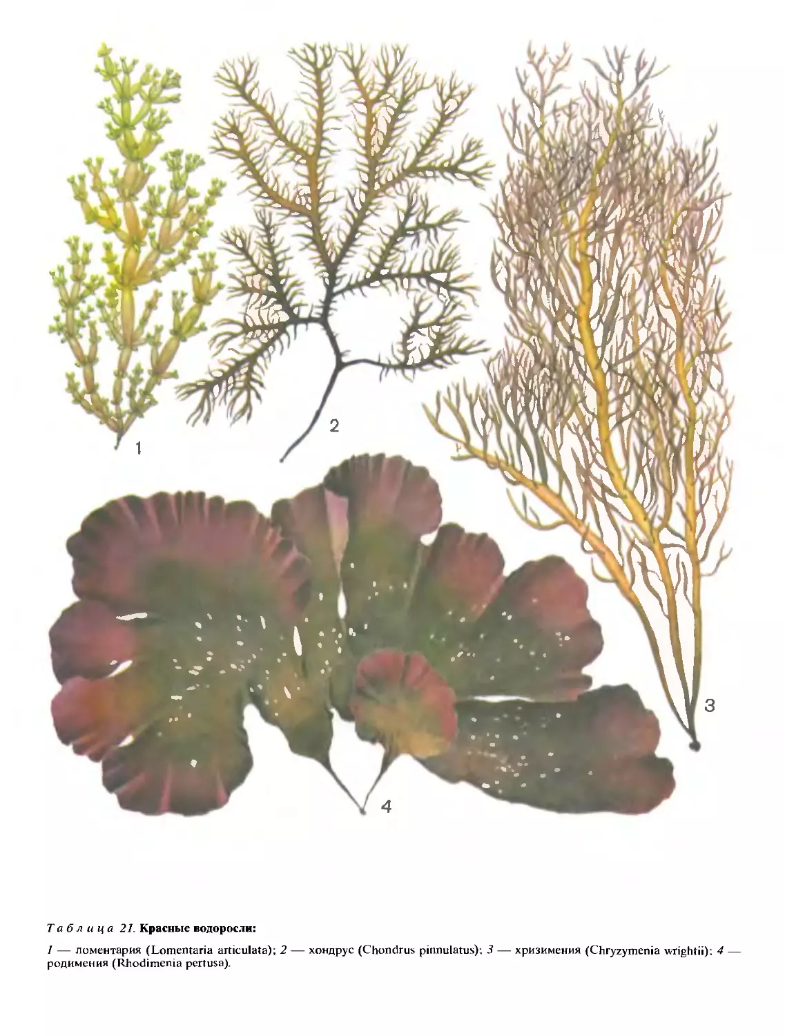 5 водорослей название. Семейство красных водорослей. Родимения продырявленная. Хондрус водоросль. Красные морские водоросли.