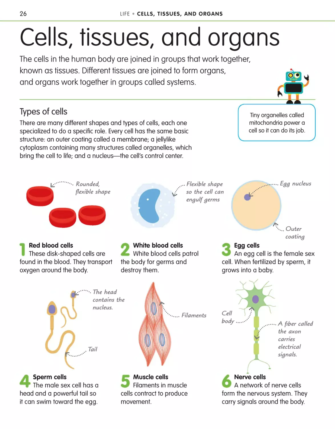 Cells, tissues, and organs 26