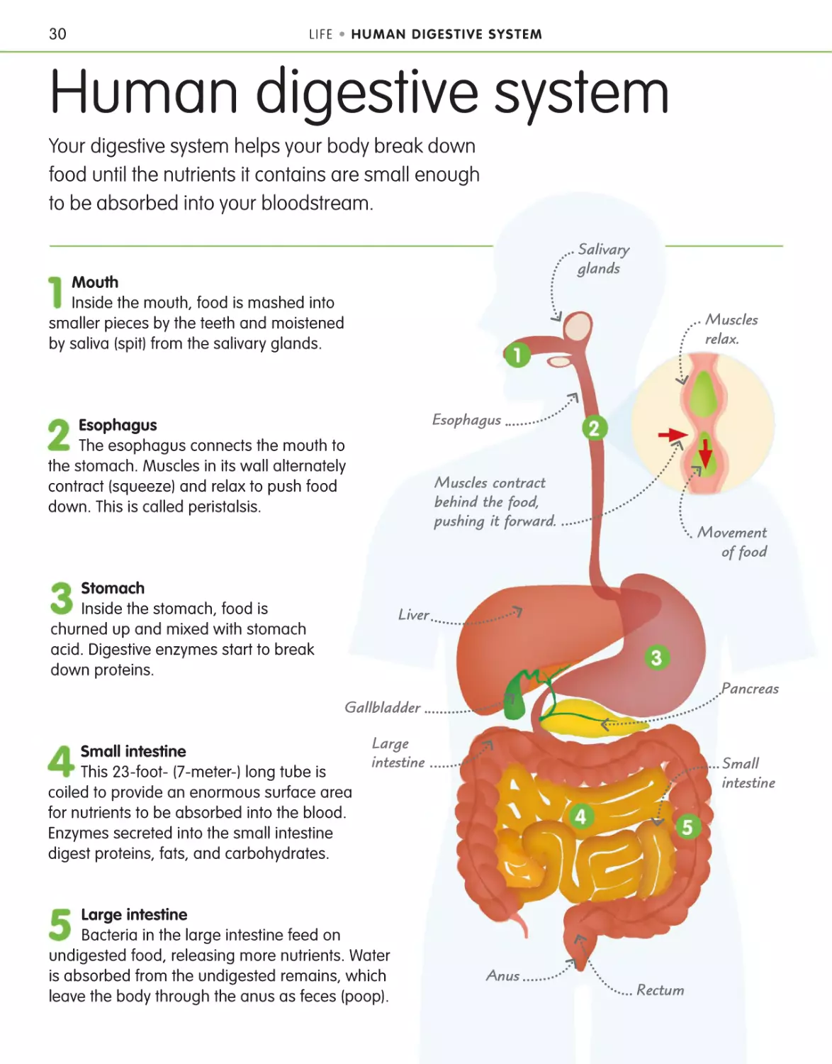 Human digestive system 30