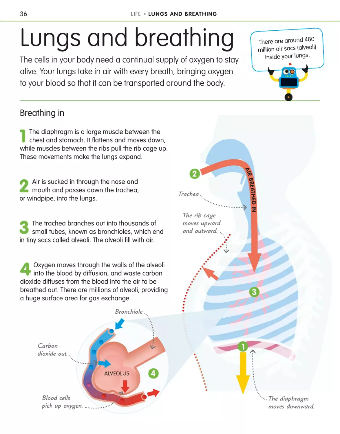 Lungs and breathing 36