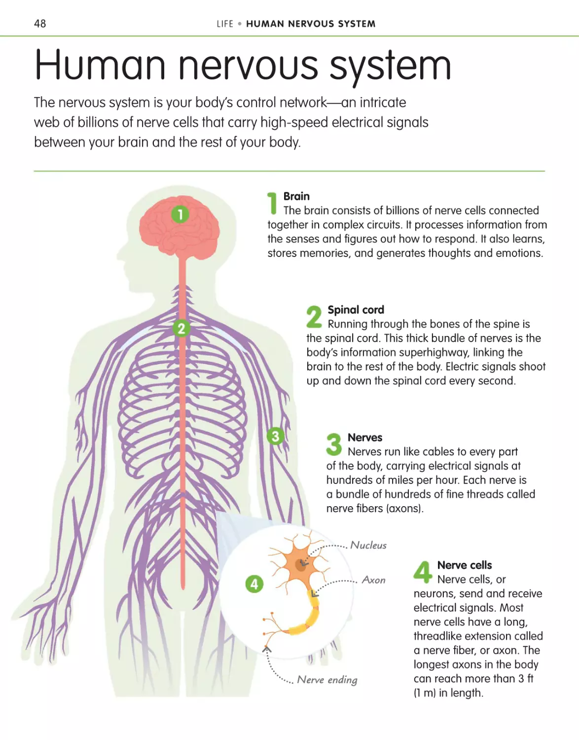 Human nervous system 48