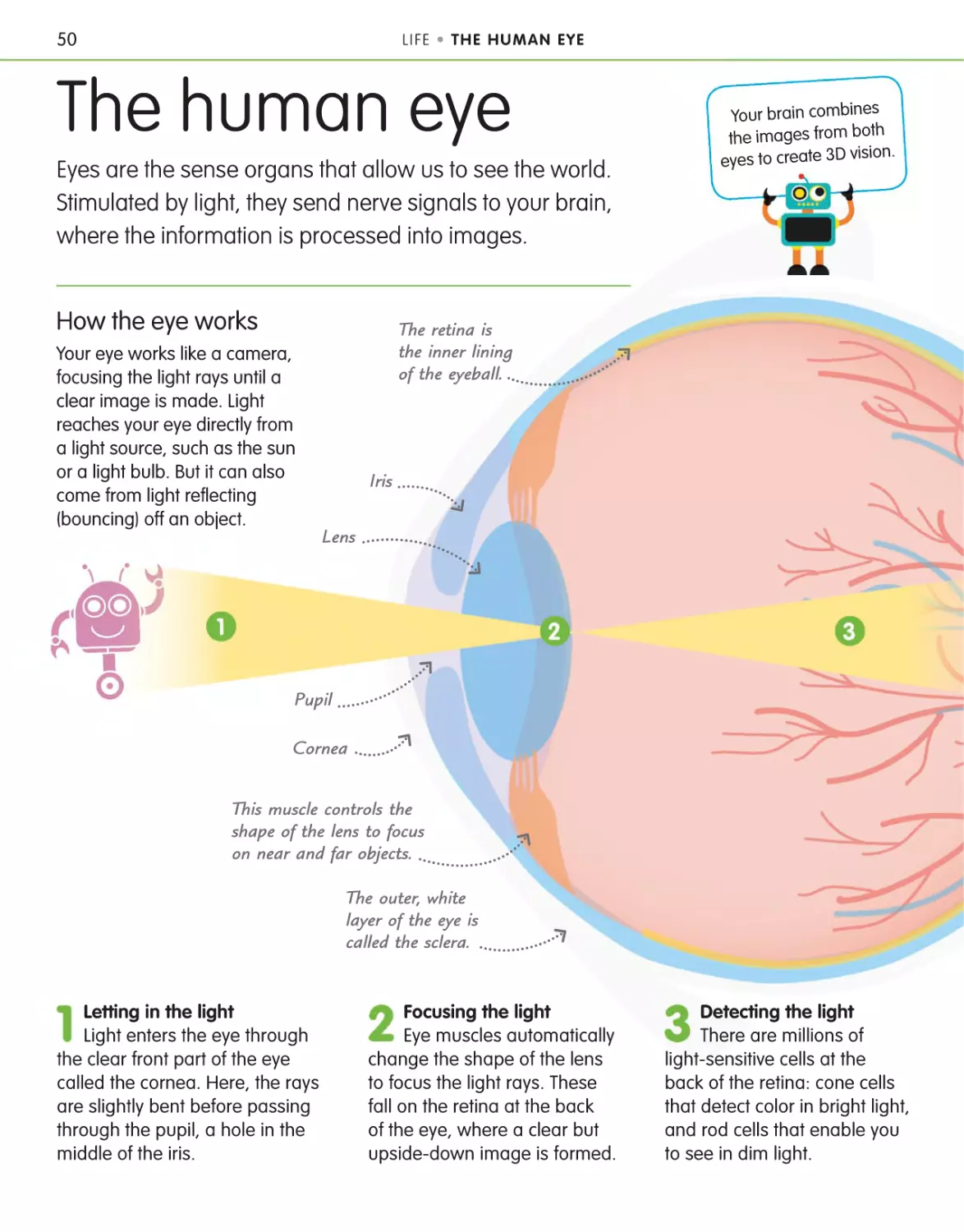 The human eye 50