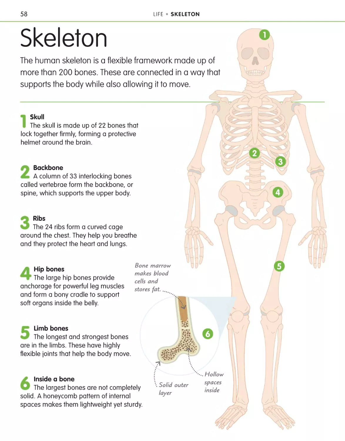 Skeleton 58