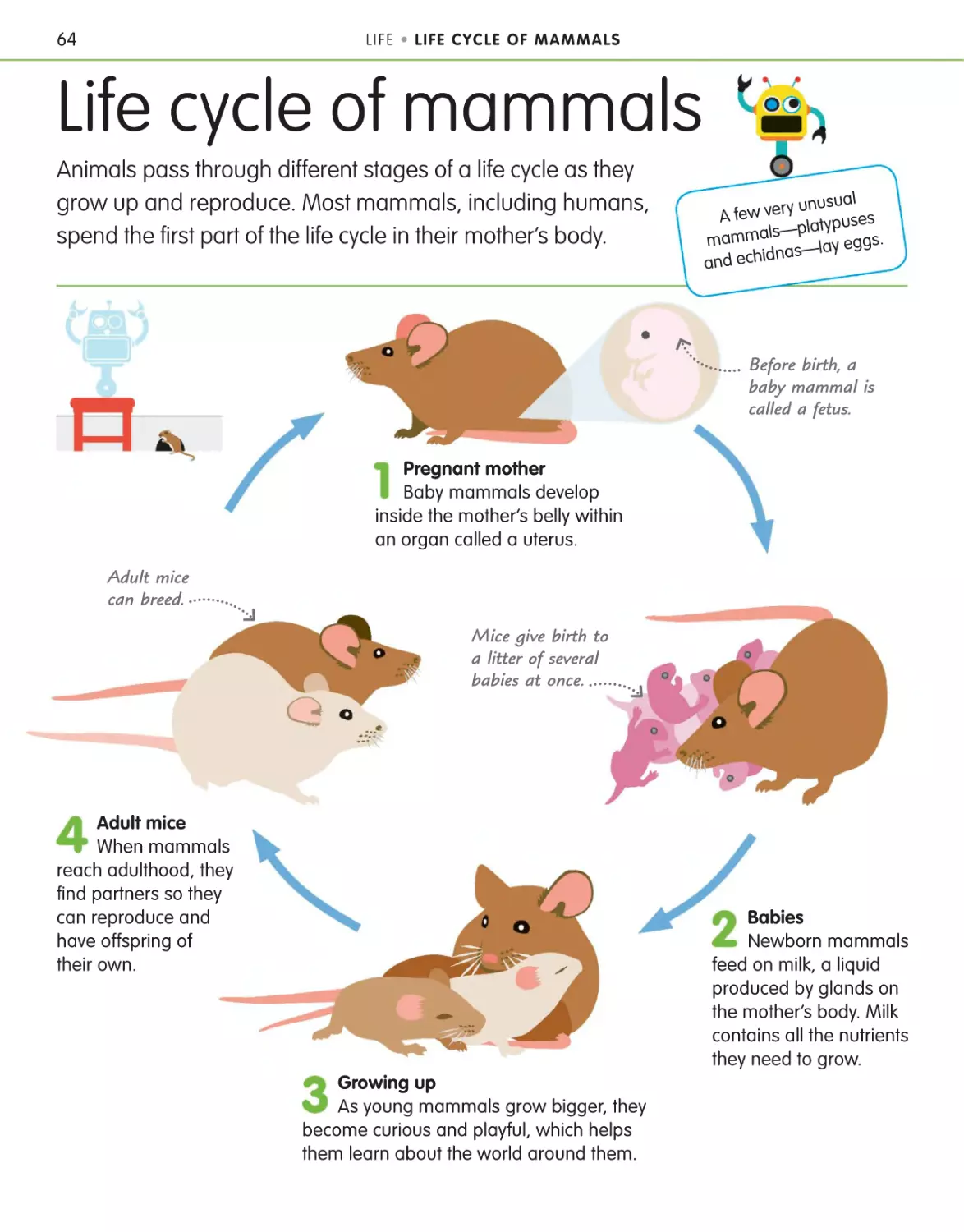 Life cycle of mammals 64