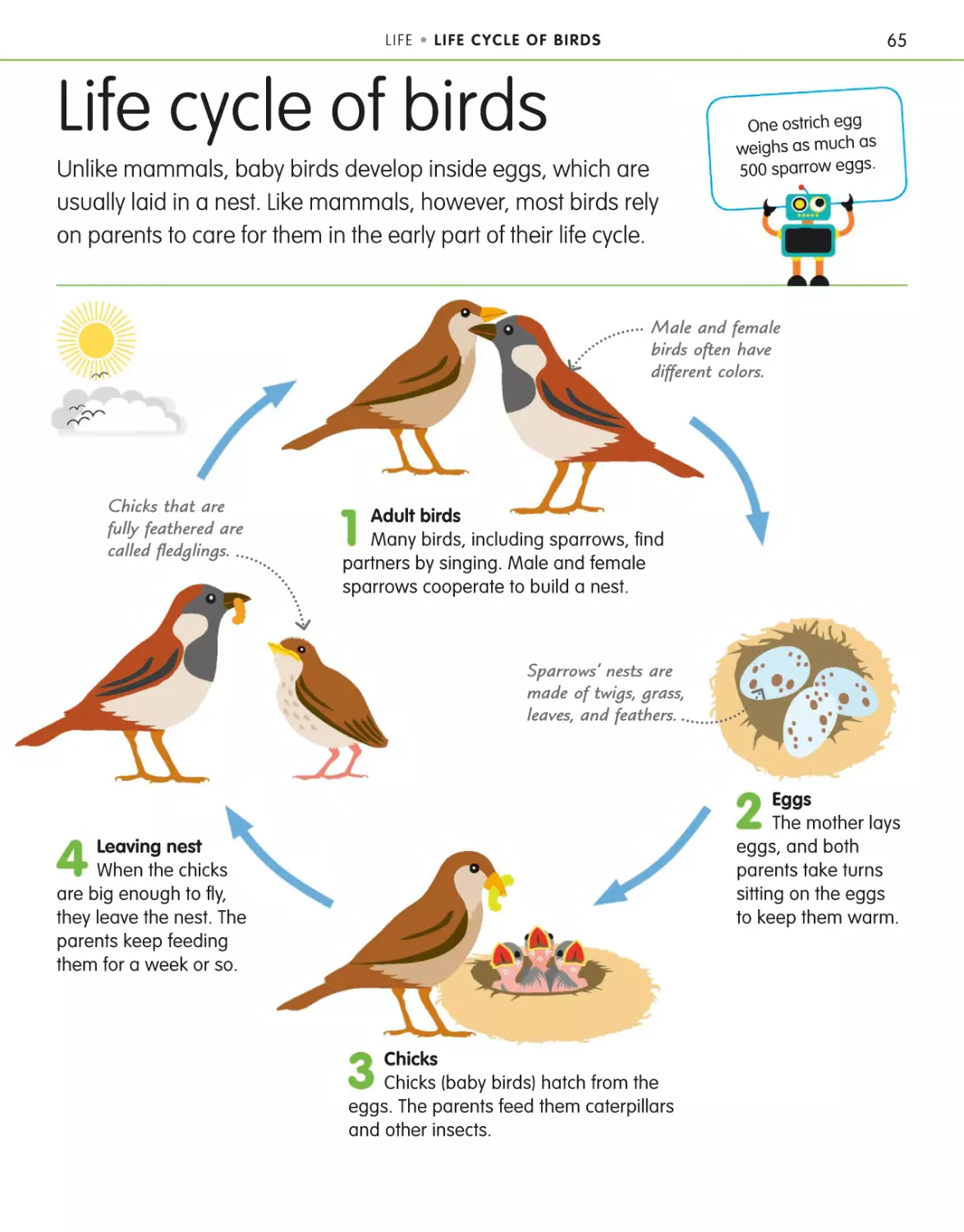 Life cycle of birds 65