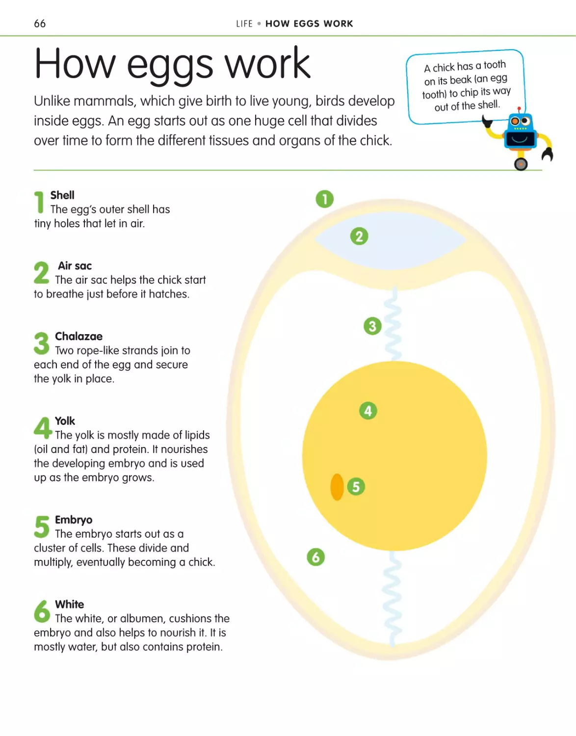 How eggs work 66