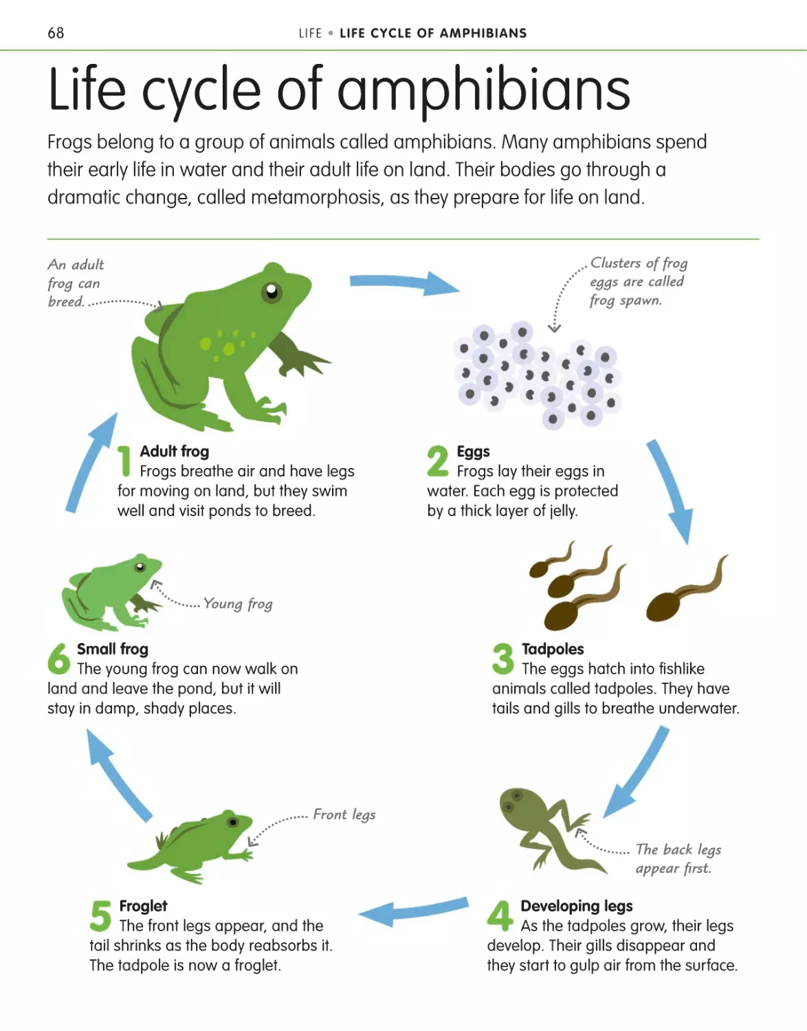 Life cycle of amphibians 68