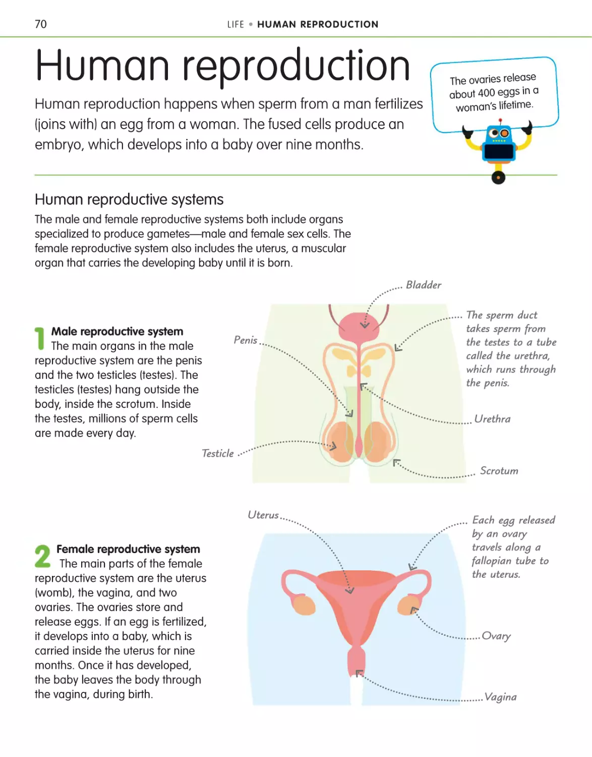 Human reproduction 70