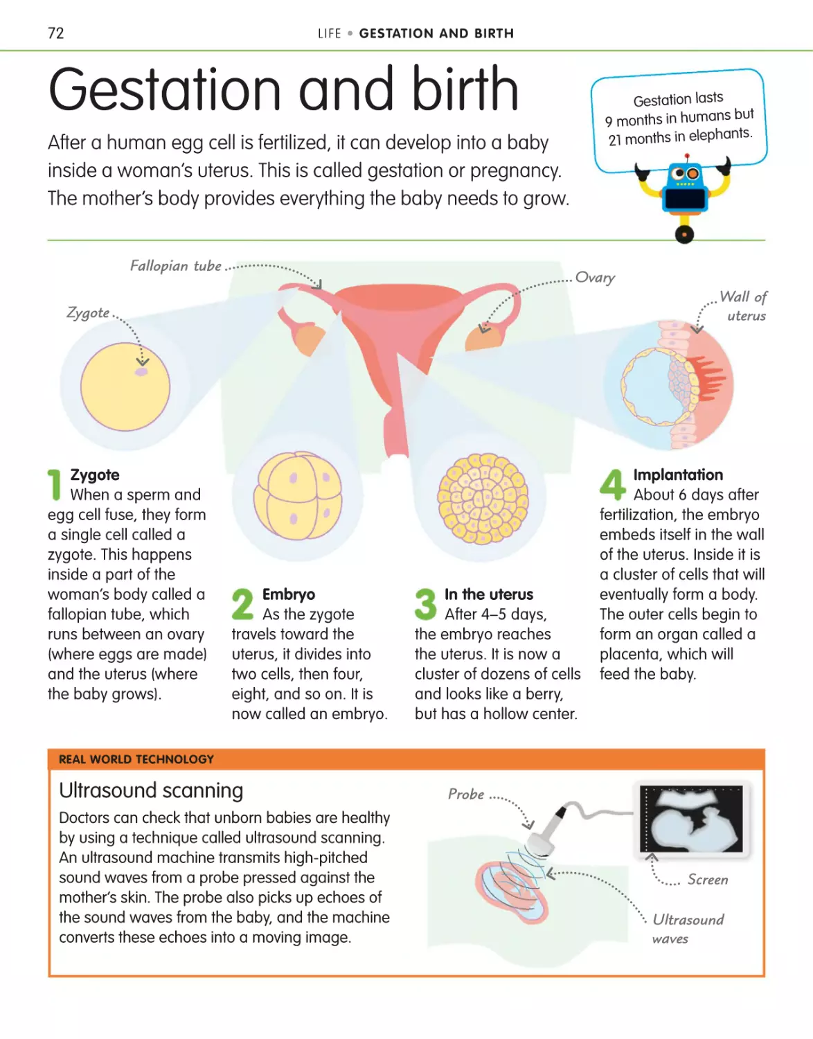 Gestation and birth 72