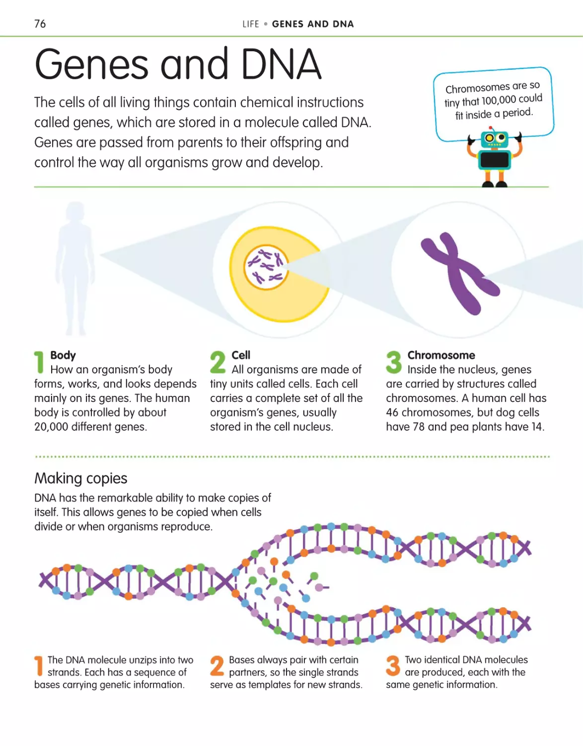 Genes and DNA 76