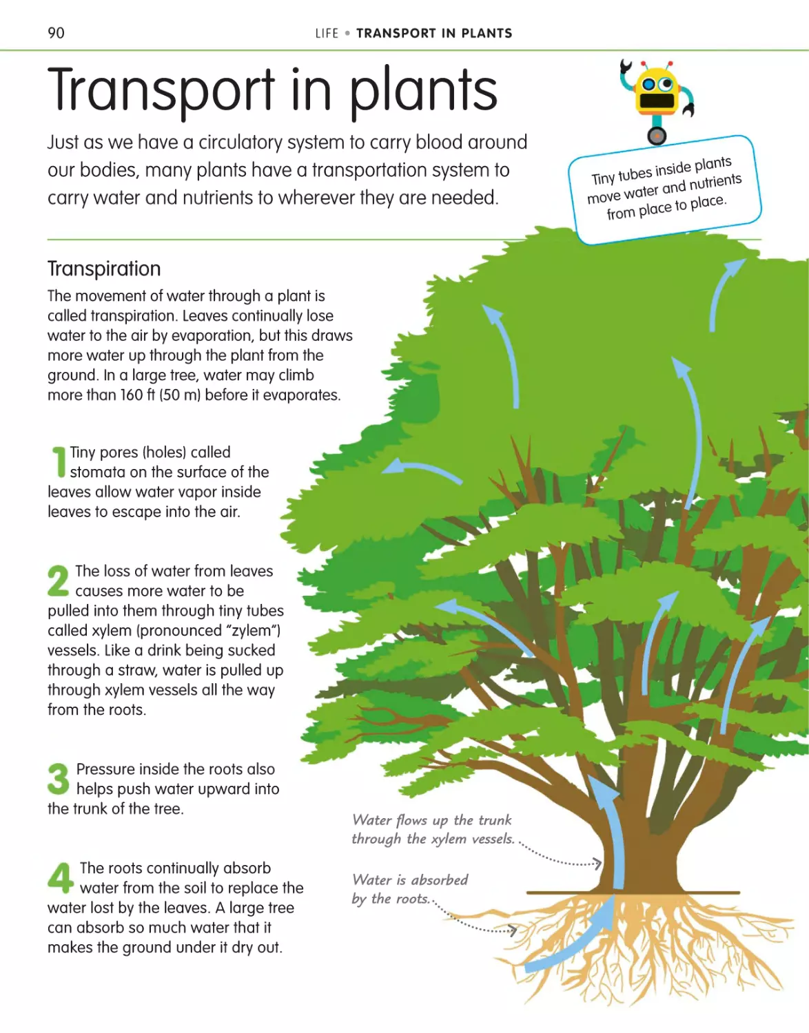 Transport in plants 90