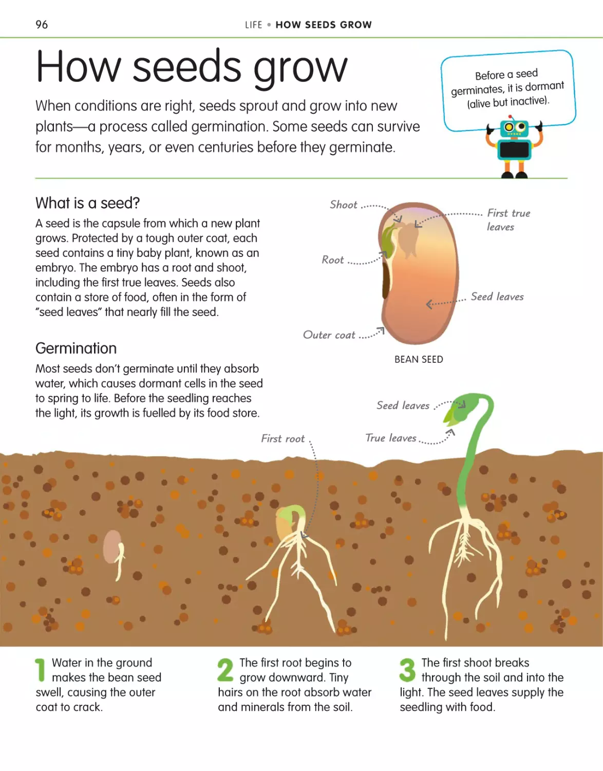 How seeds grow 96