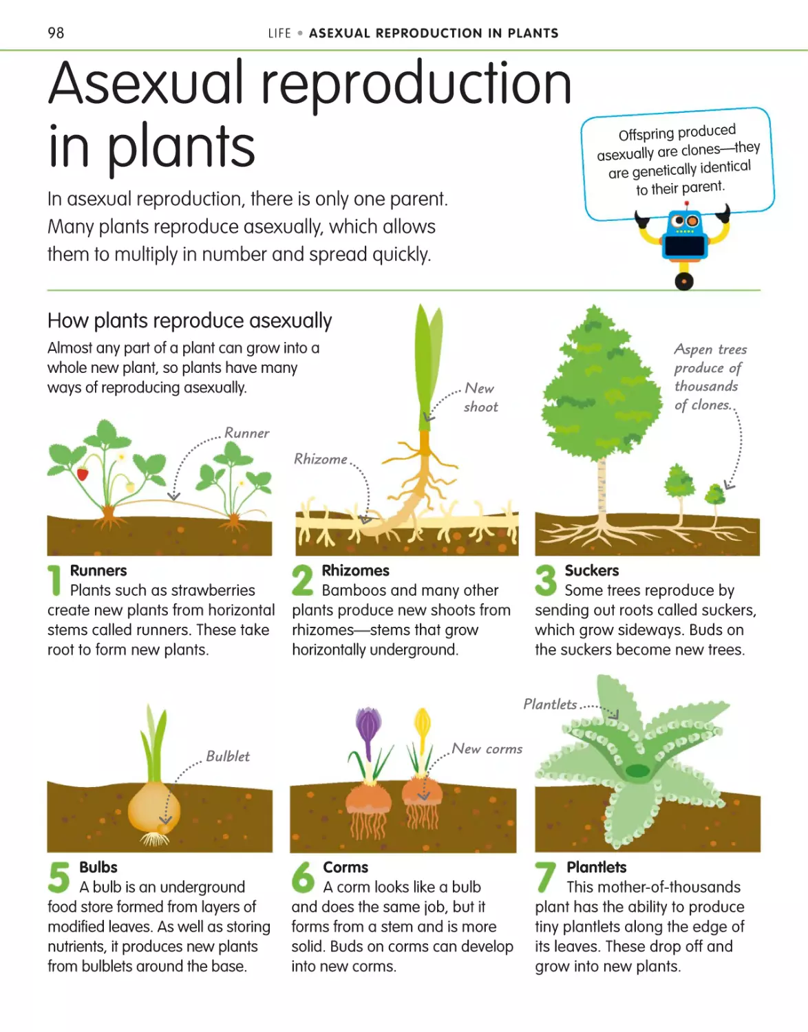 Asexual reproduction in plants 98