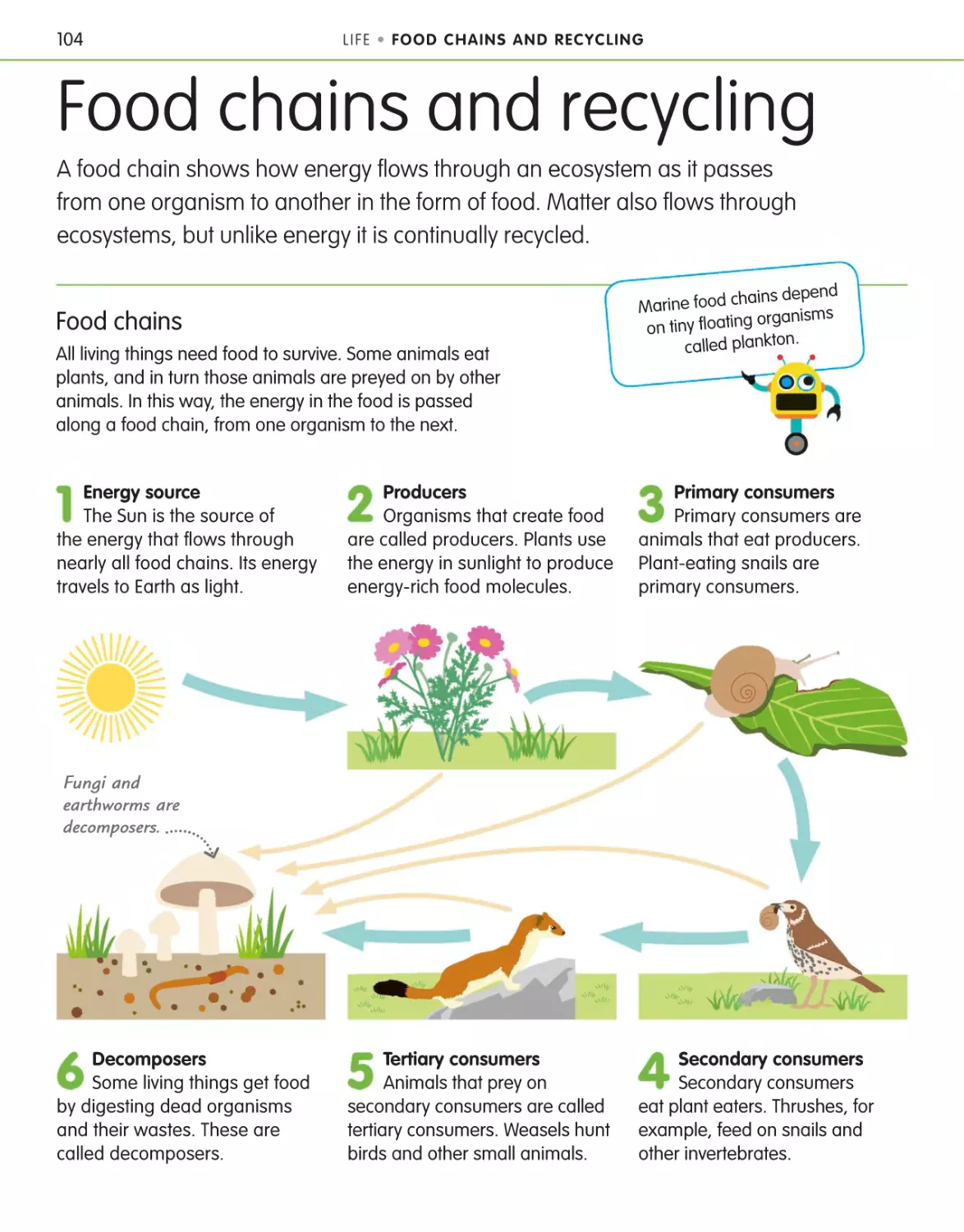 Food chains and recycling 104