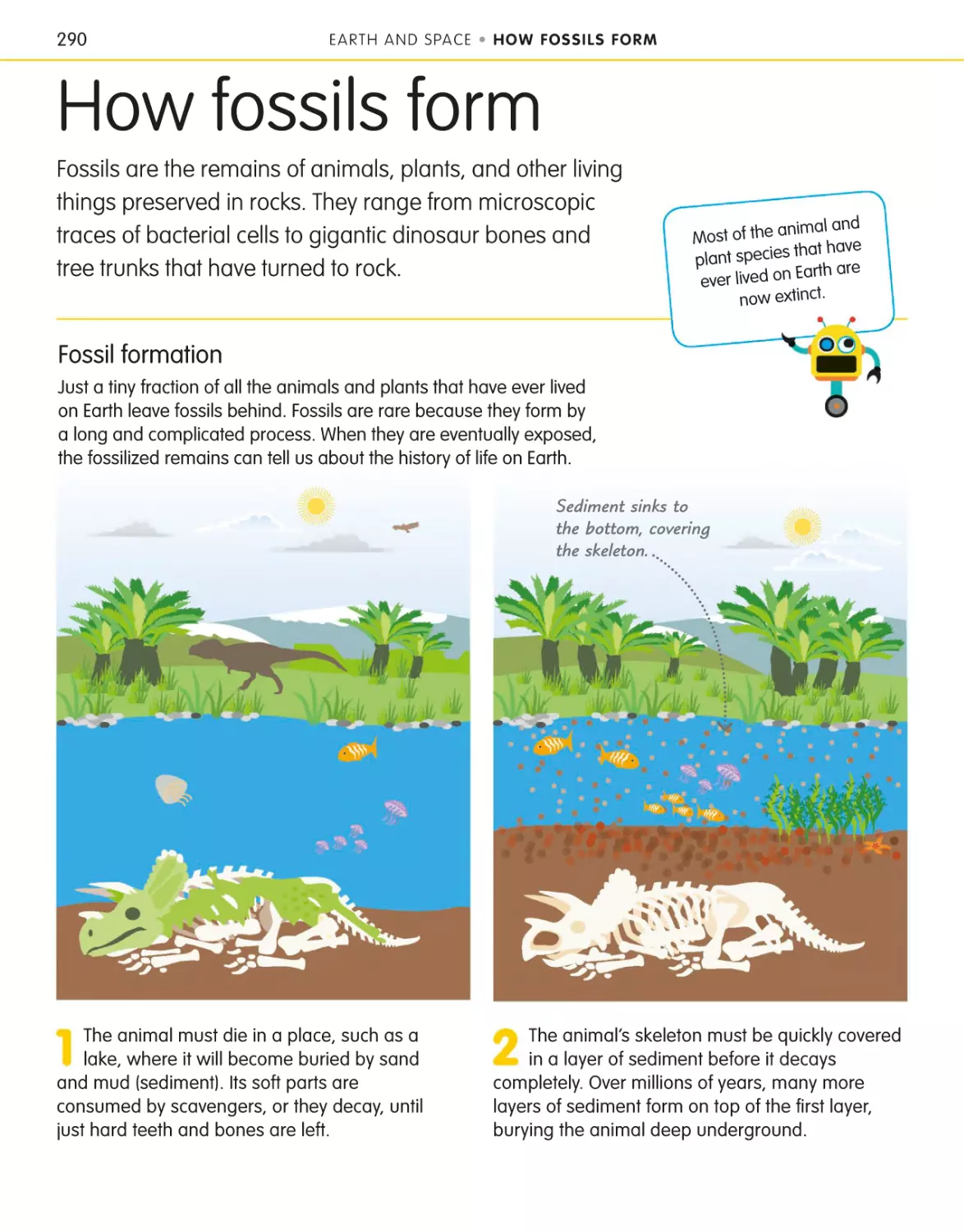 How fossils form 290
