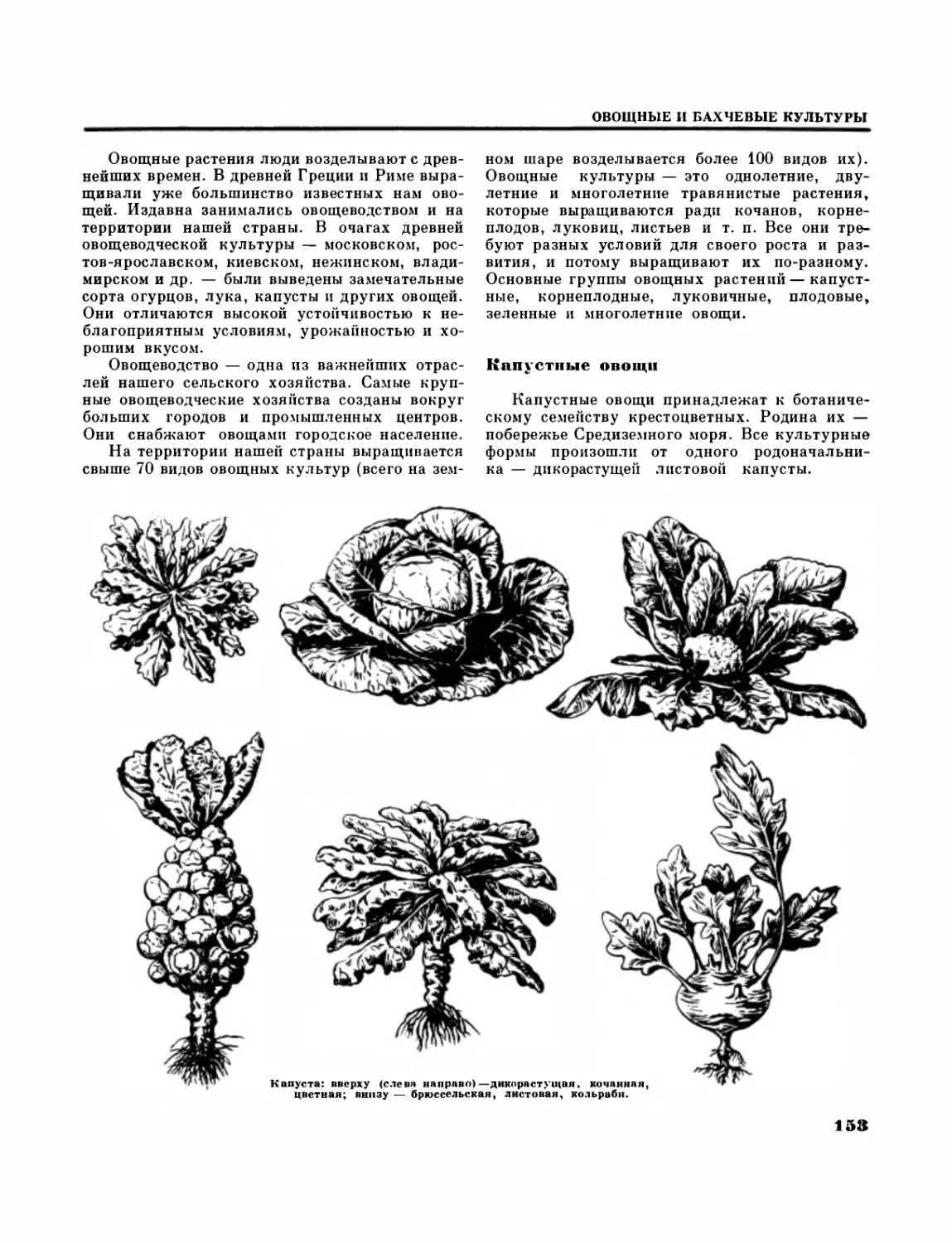 Овощные и бахчевые культуры