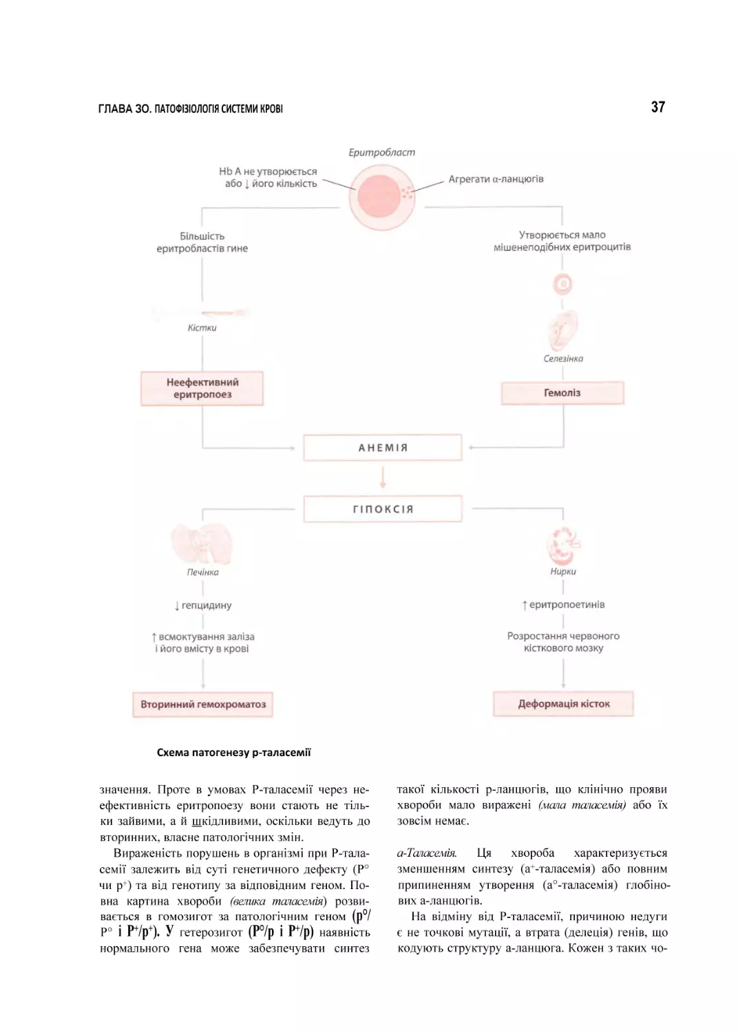 Схема патогенезу р-таласемії