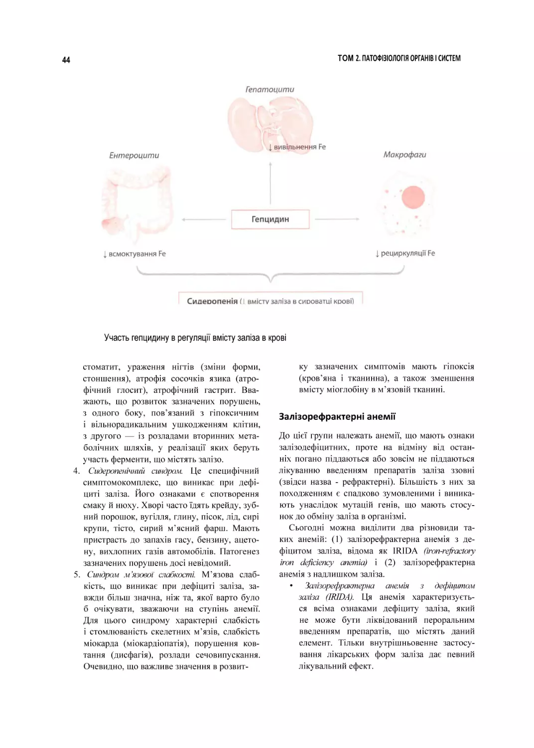 Участь гепцидину в регуляції вмісту заліза в крові
Залізорефрактерні анемії